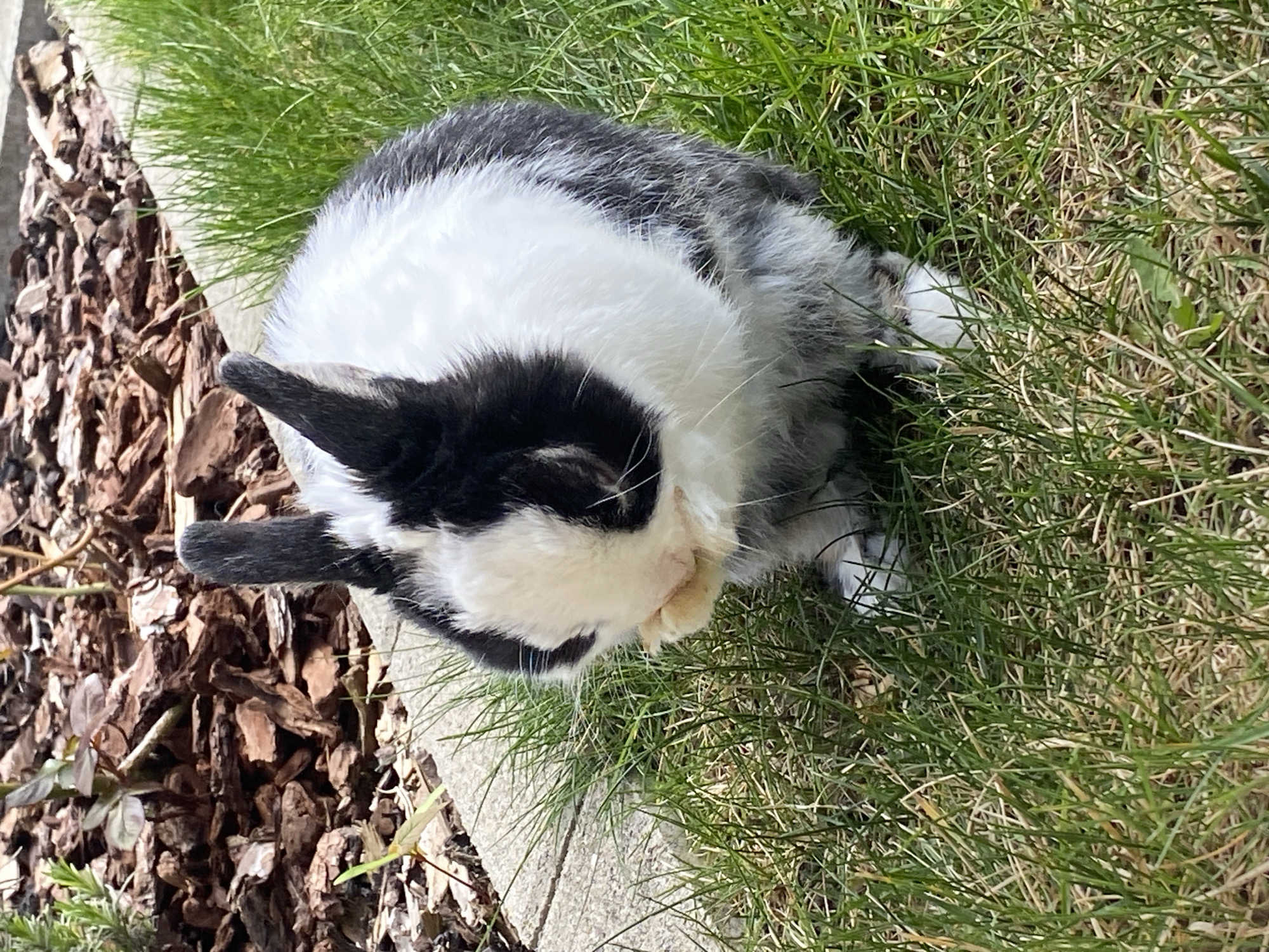 Rabbit grooming session captured by witnesses in Truchtersheim France