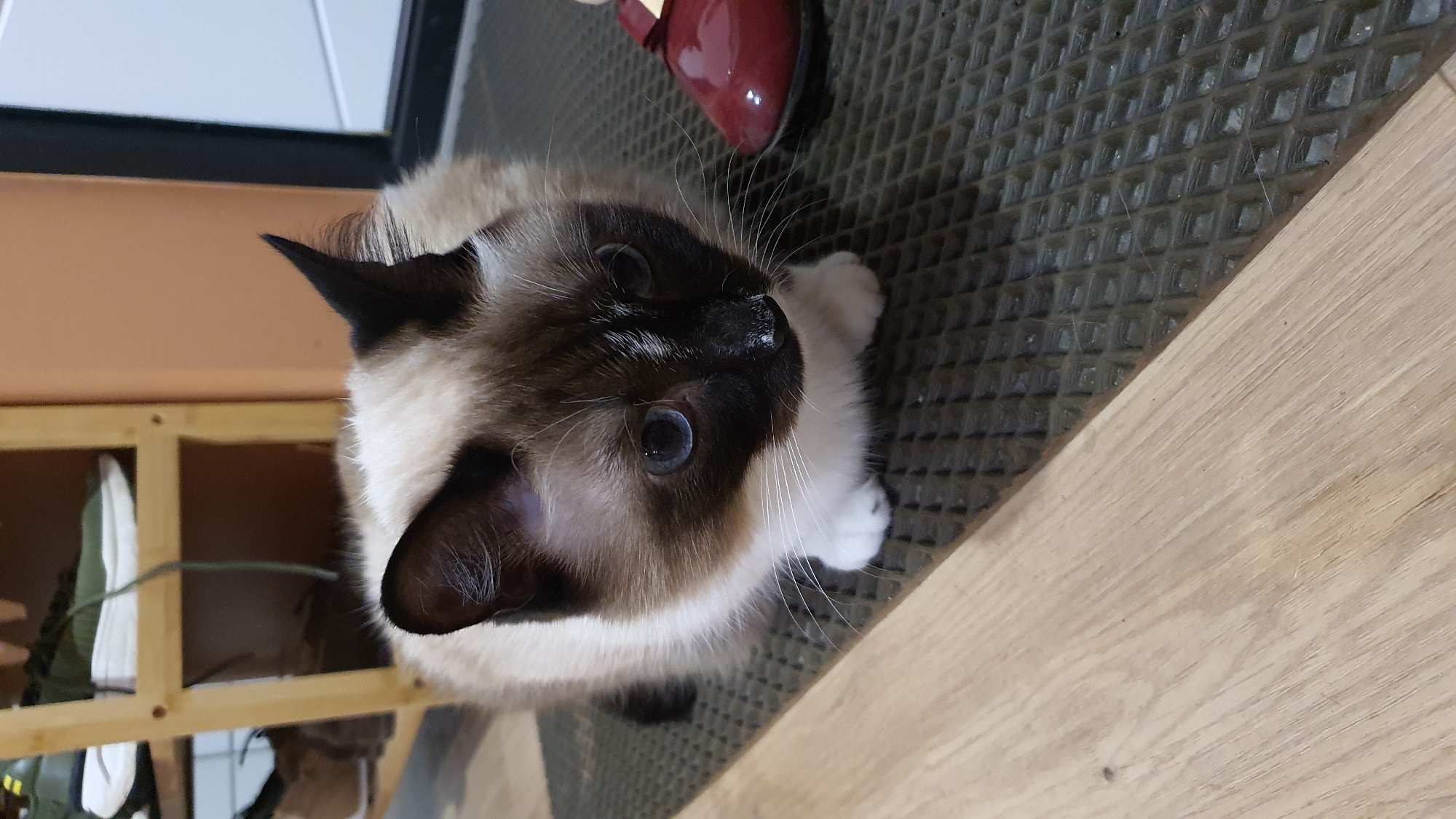 Siamese cat photographed from every angle in a Krasnoyarsk apartment