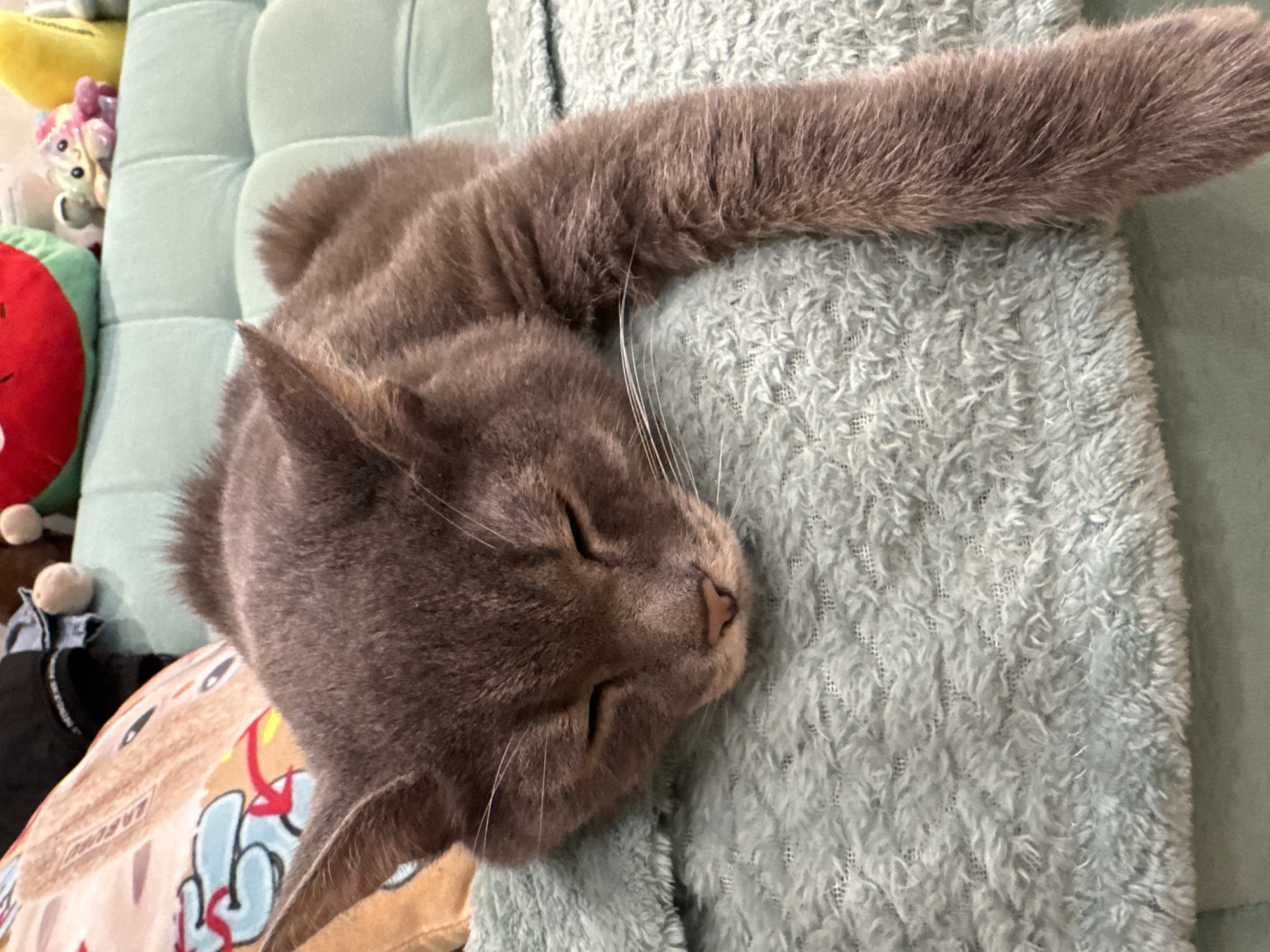 Quiet pet moments captured in Russian home