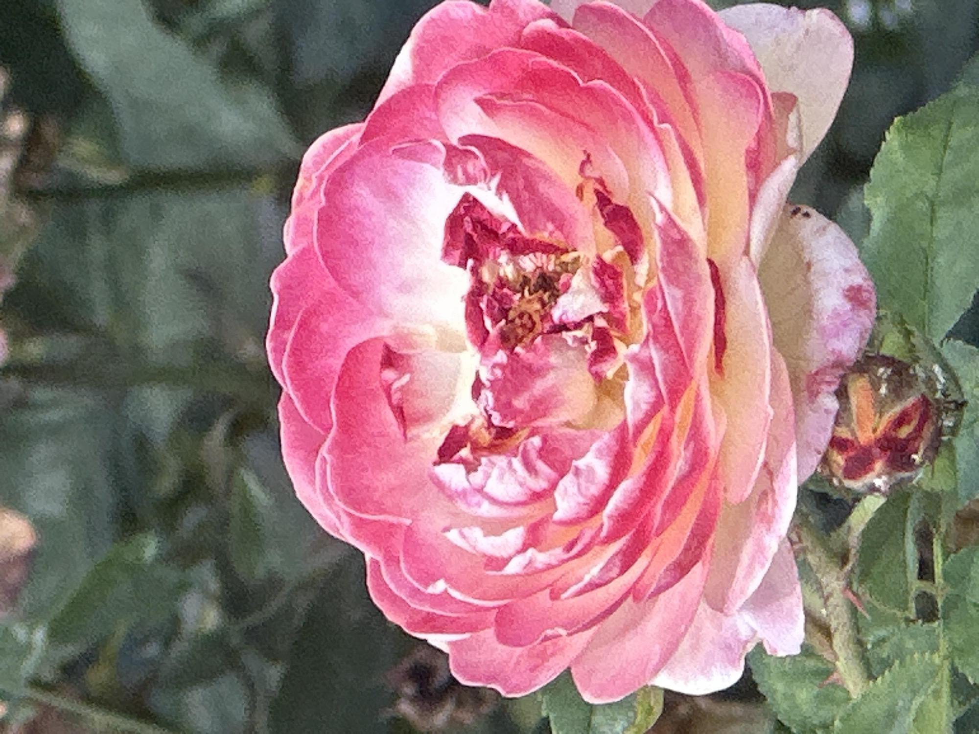Colorful rose garden in full bloom, Lobacheve, Ukraine