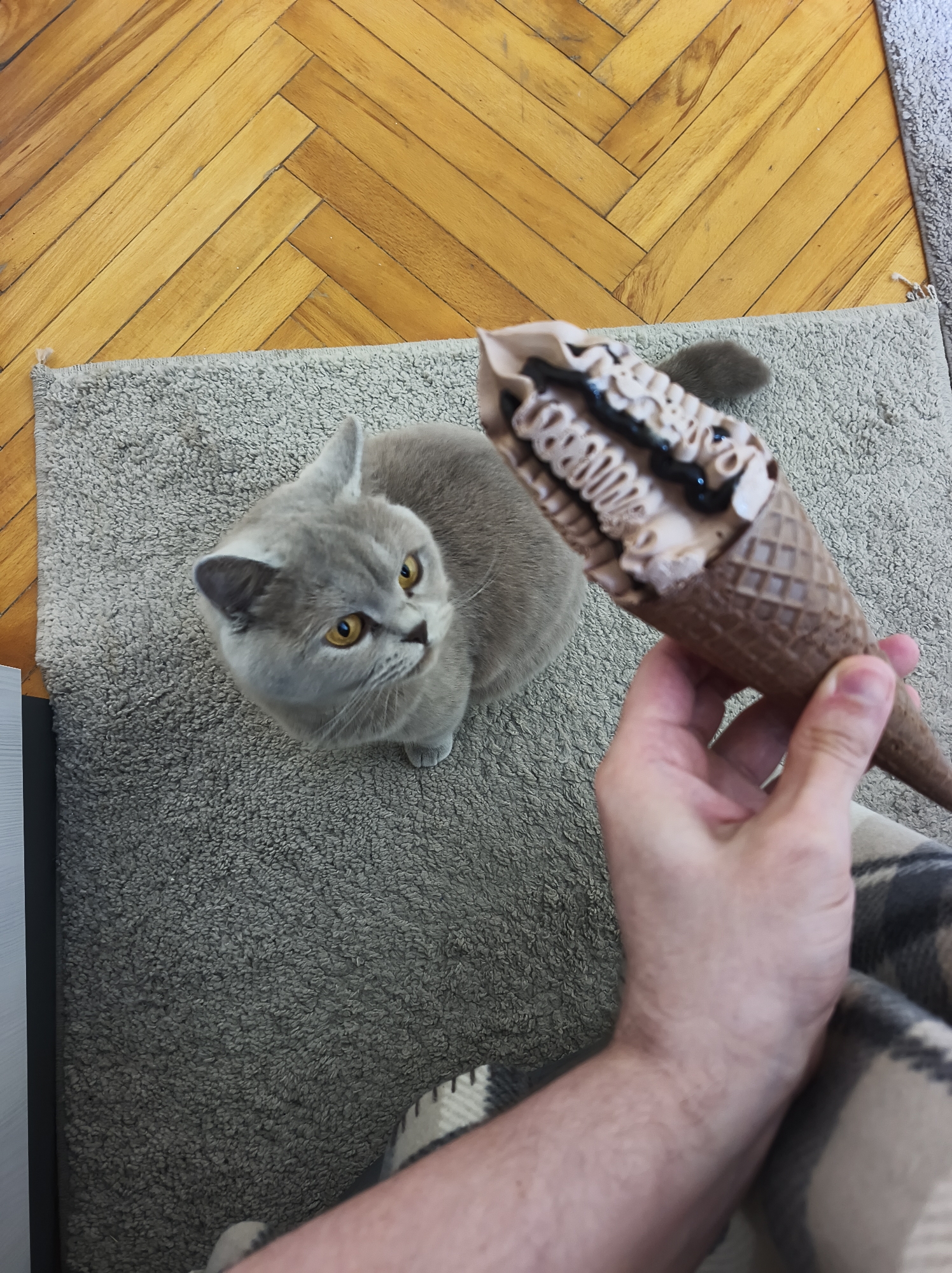Gray British Shorthair cat observed during afternoon activities in Ternopil