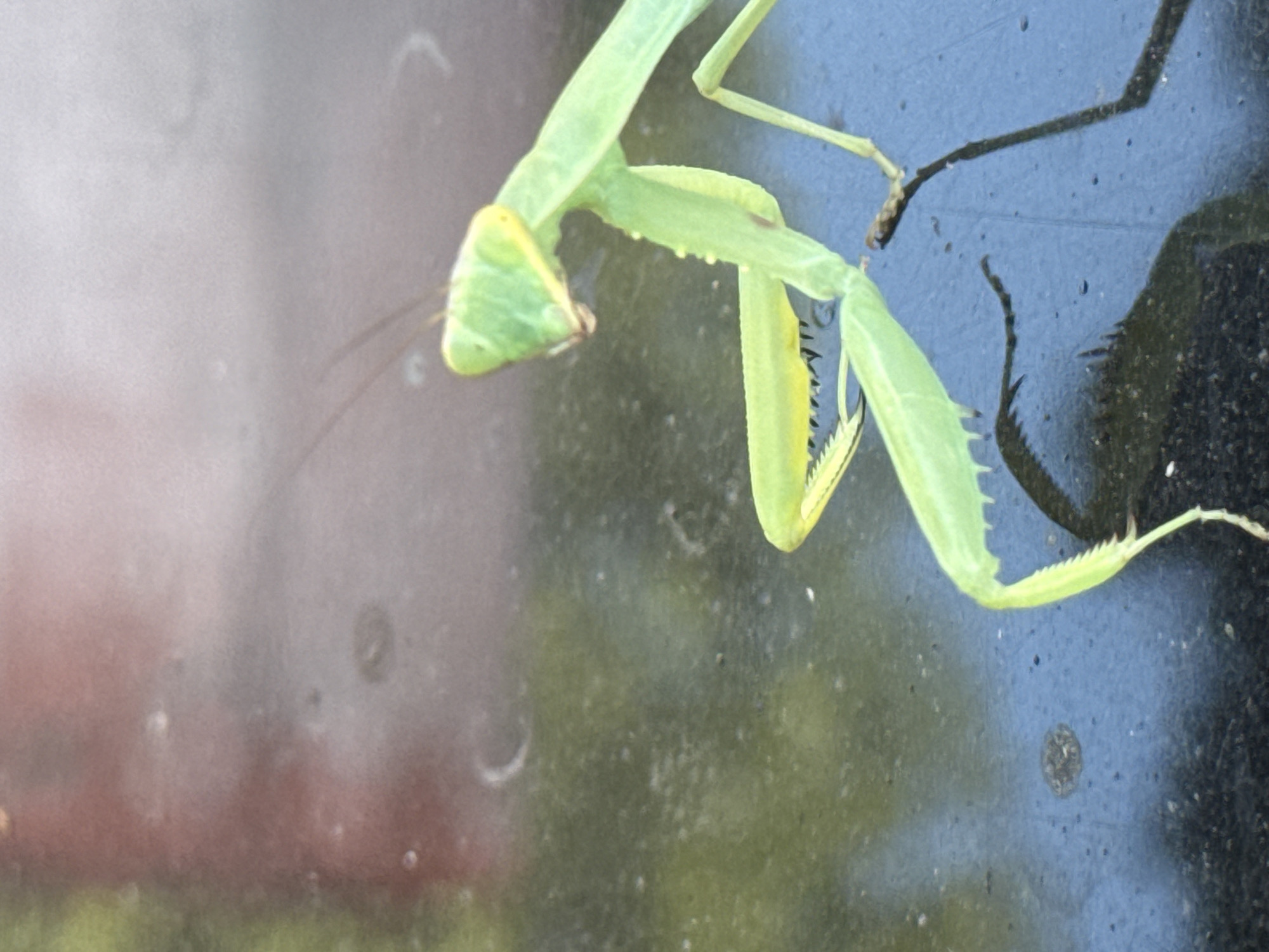 Praying mantis up close on a reflective surface in Ungheni
