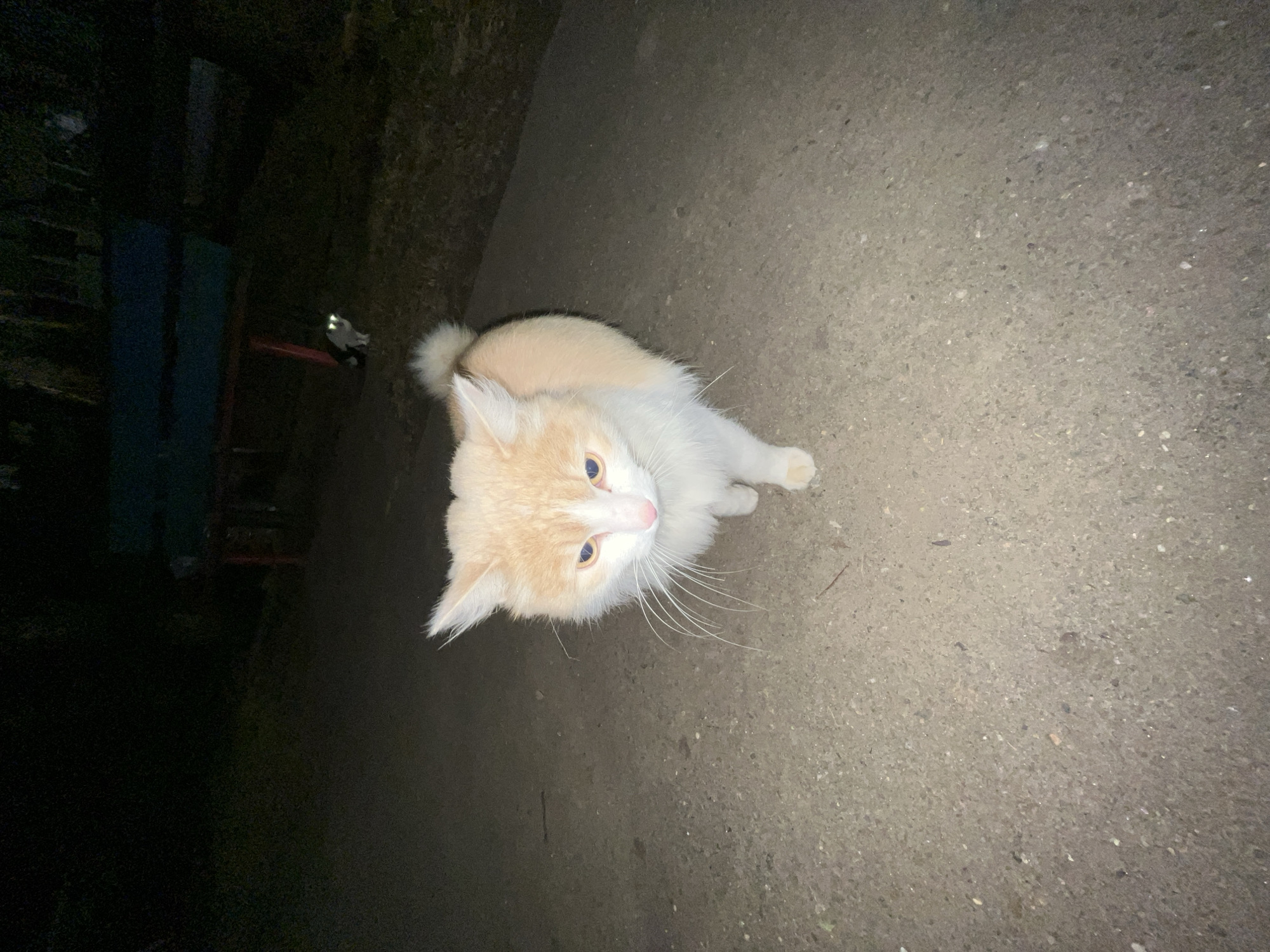 Evening life documented in Раздолье: pets, pizza, park moments