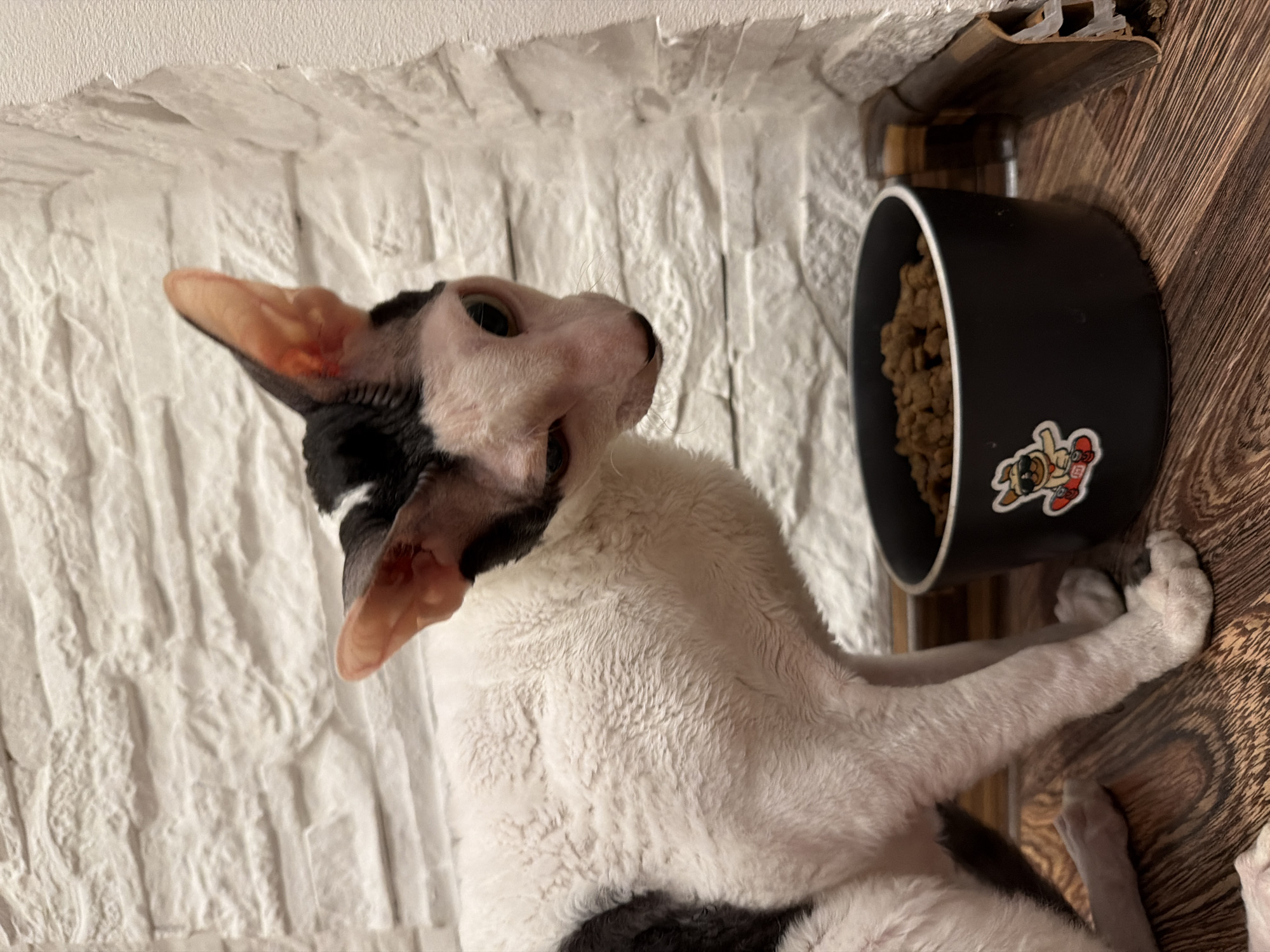 Cornish Rex cat at home in Yekaterinburg, various angles