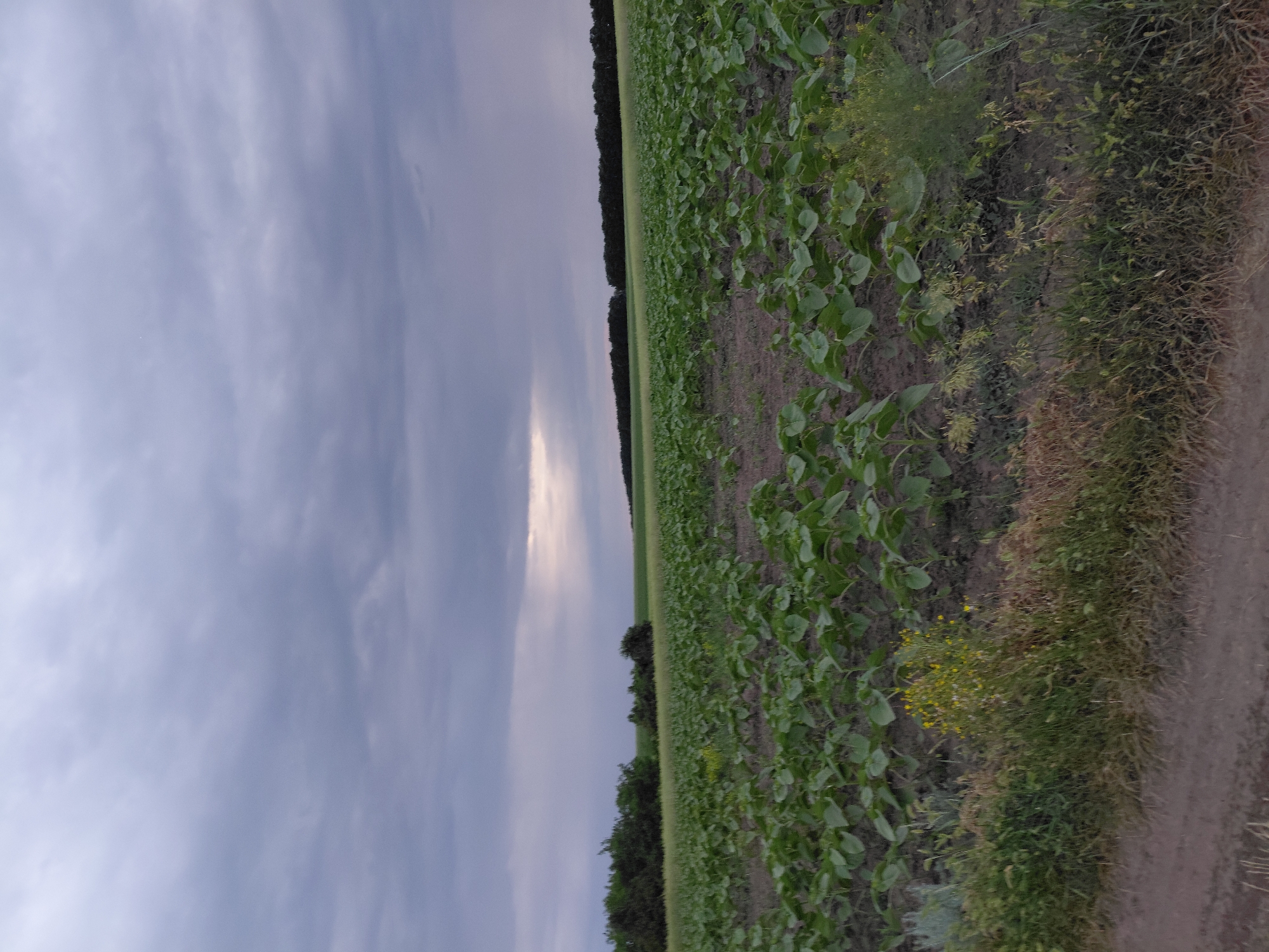 Late afternoon countryside exploration in Ustyvytsia, Ukraine