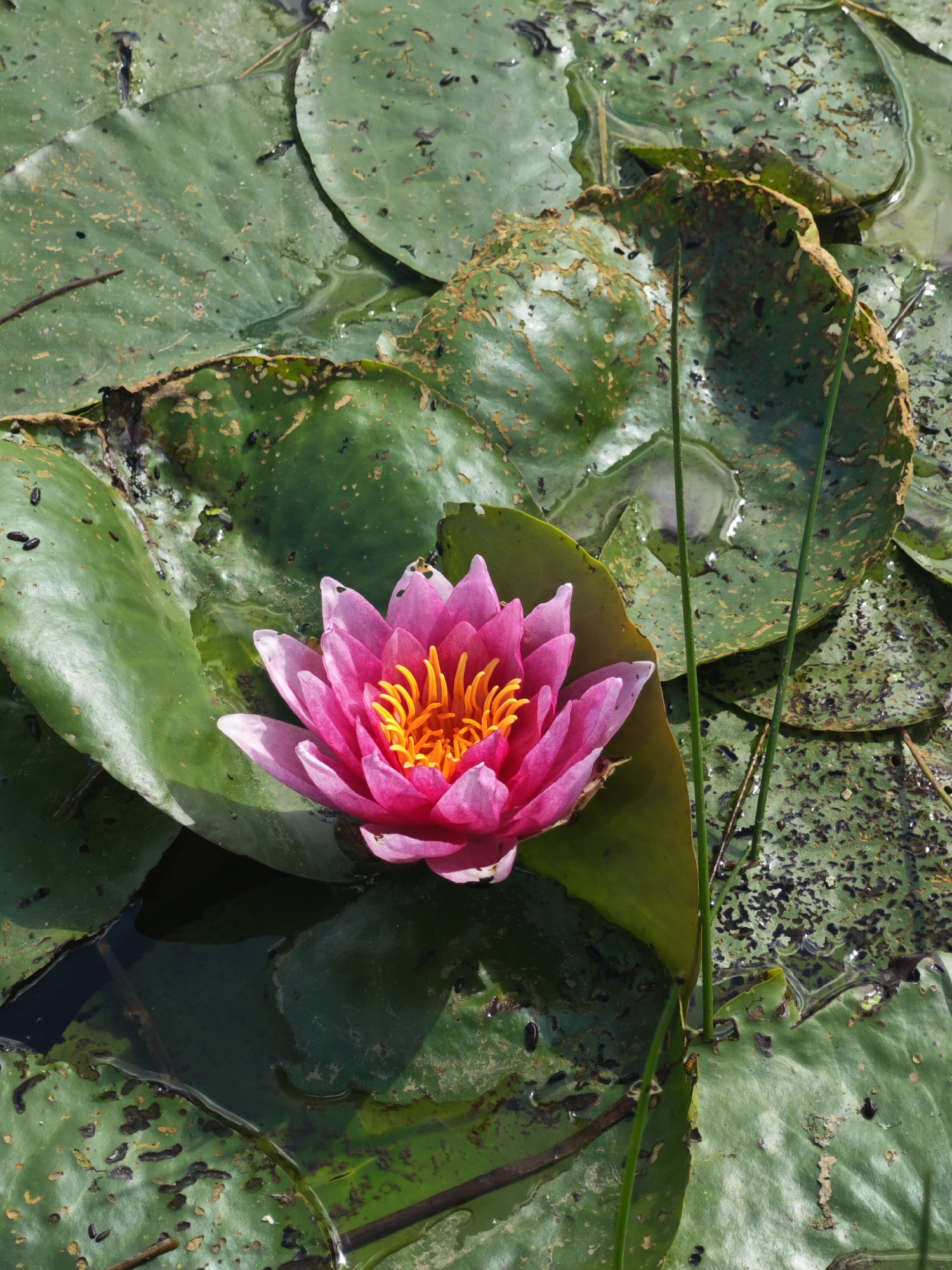 Pink water lily blooms on dark water among decaying lily pads