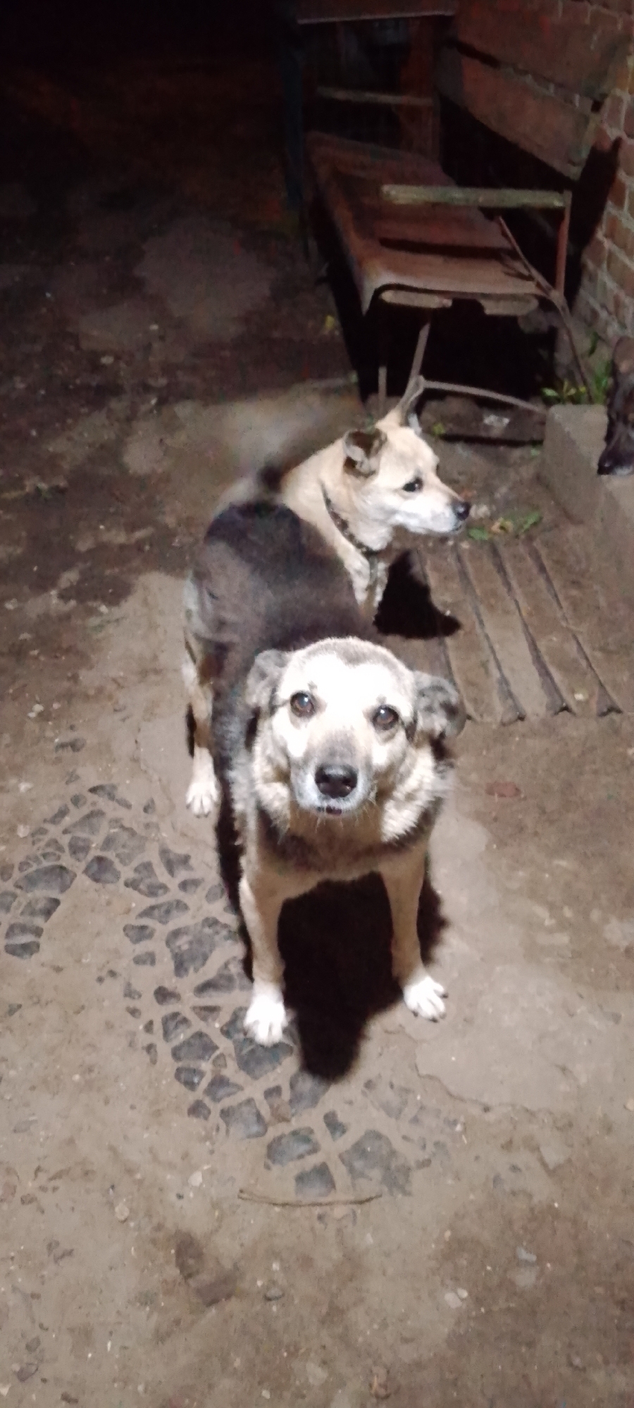 Dogs in a Belgorod backyard, late-night July shots