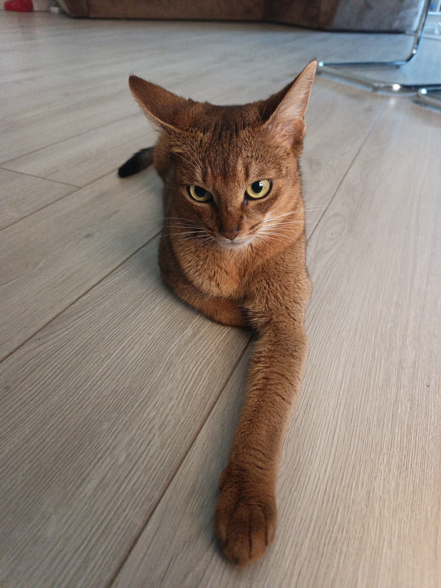 Abyssinian cat relaxing on a laminate floor in Tyumen