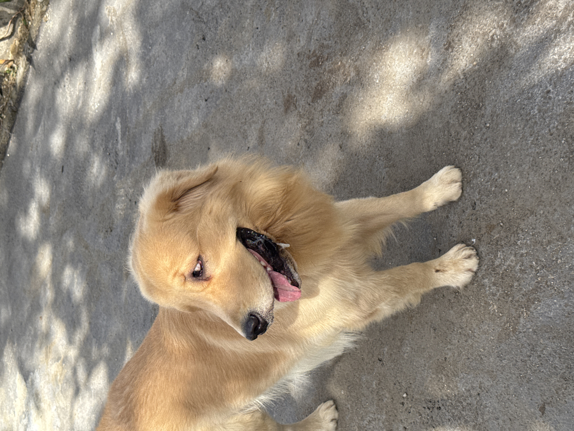 Lazy morning wander through a Kuta Selatan neighborhood, dogs and all