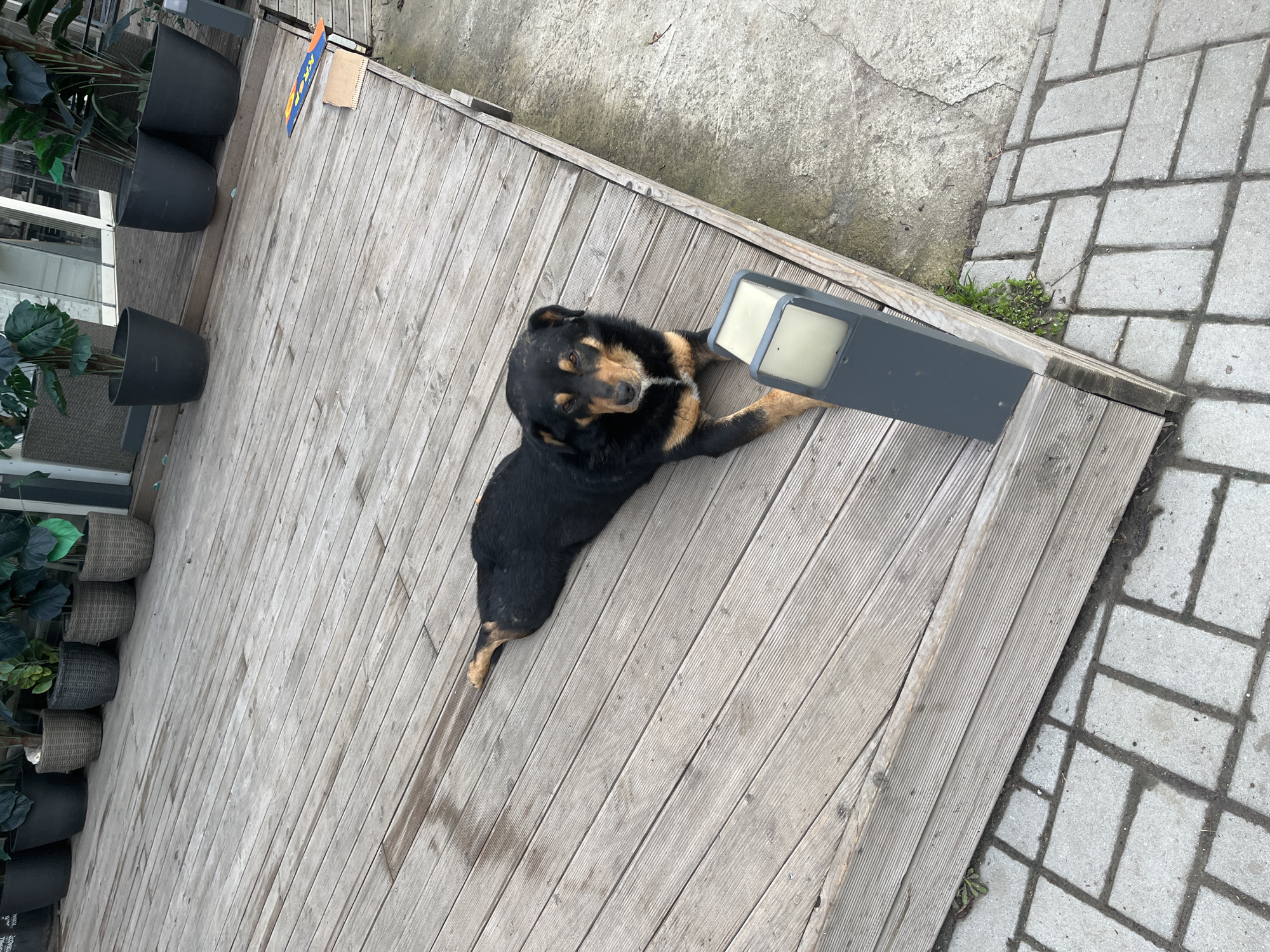 Morning scenes captured around Sofia: dog, foggy cityscape, teddy bear