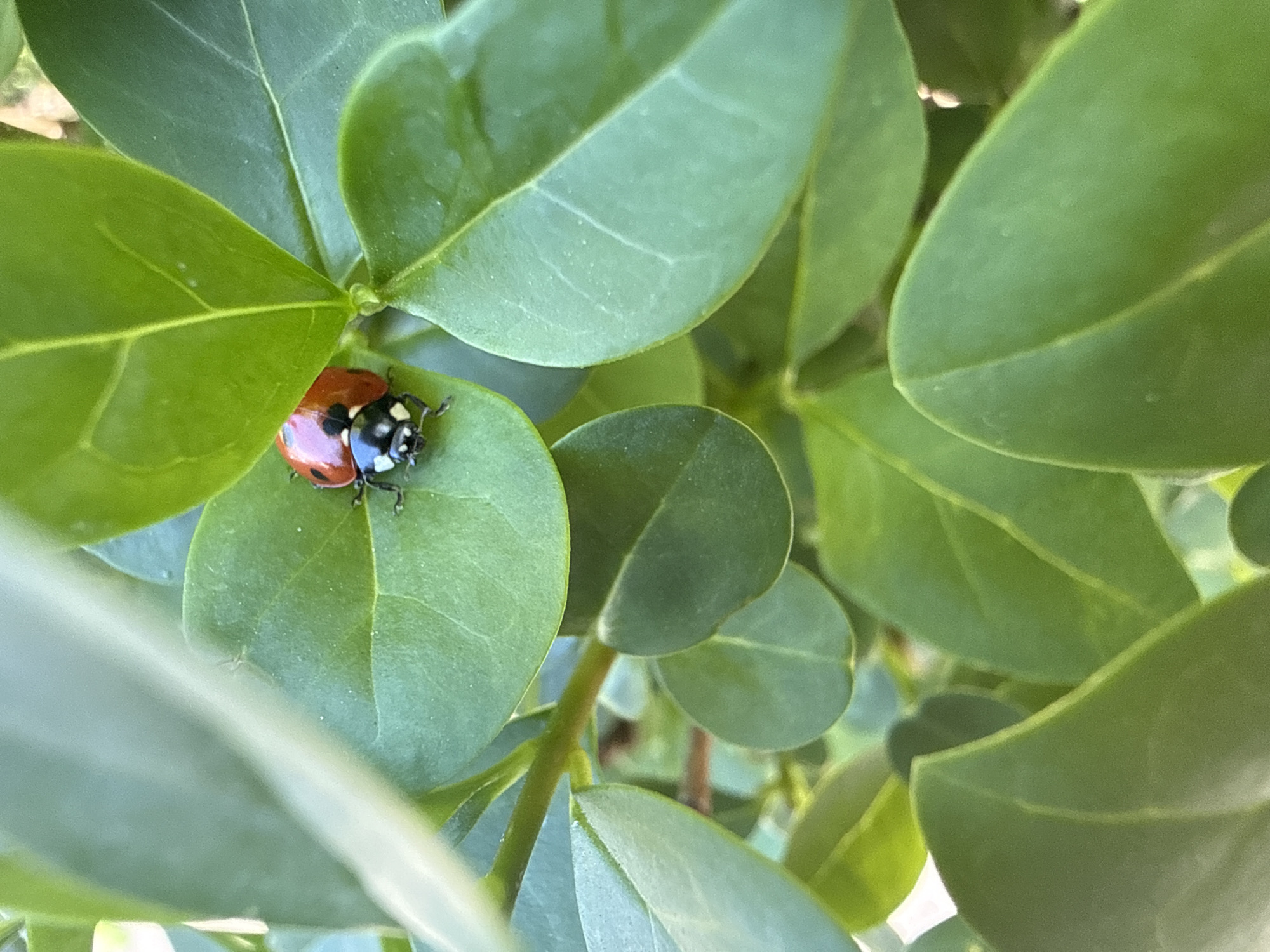 Ladybug spotted resting on leaf in dense foliage