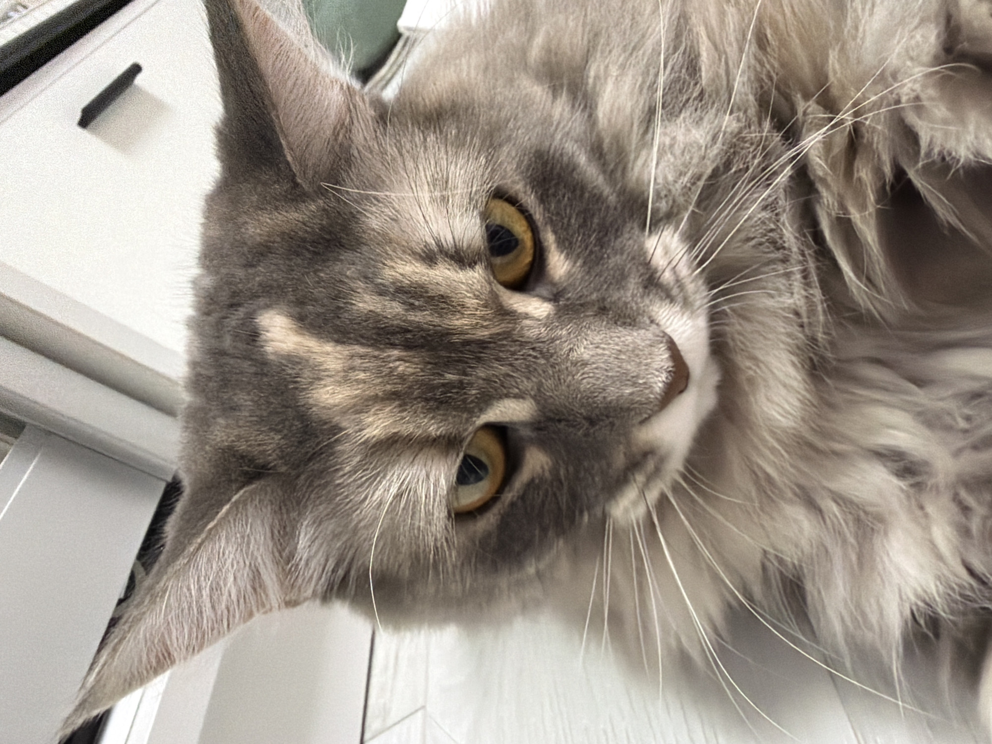 Close-up portraits of a fluffy Maine Coon cat in Izhevsk