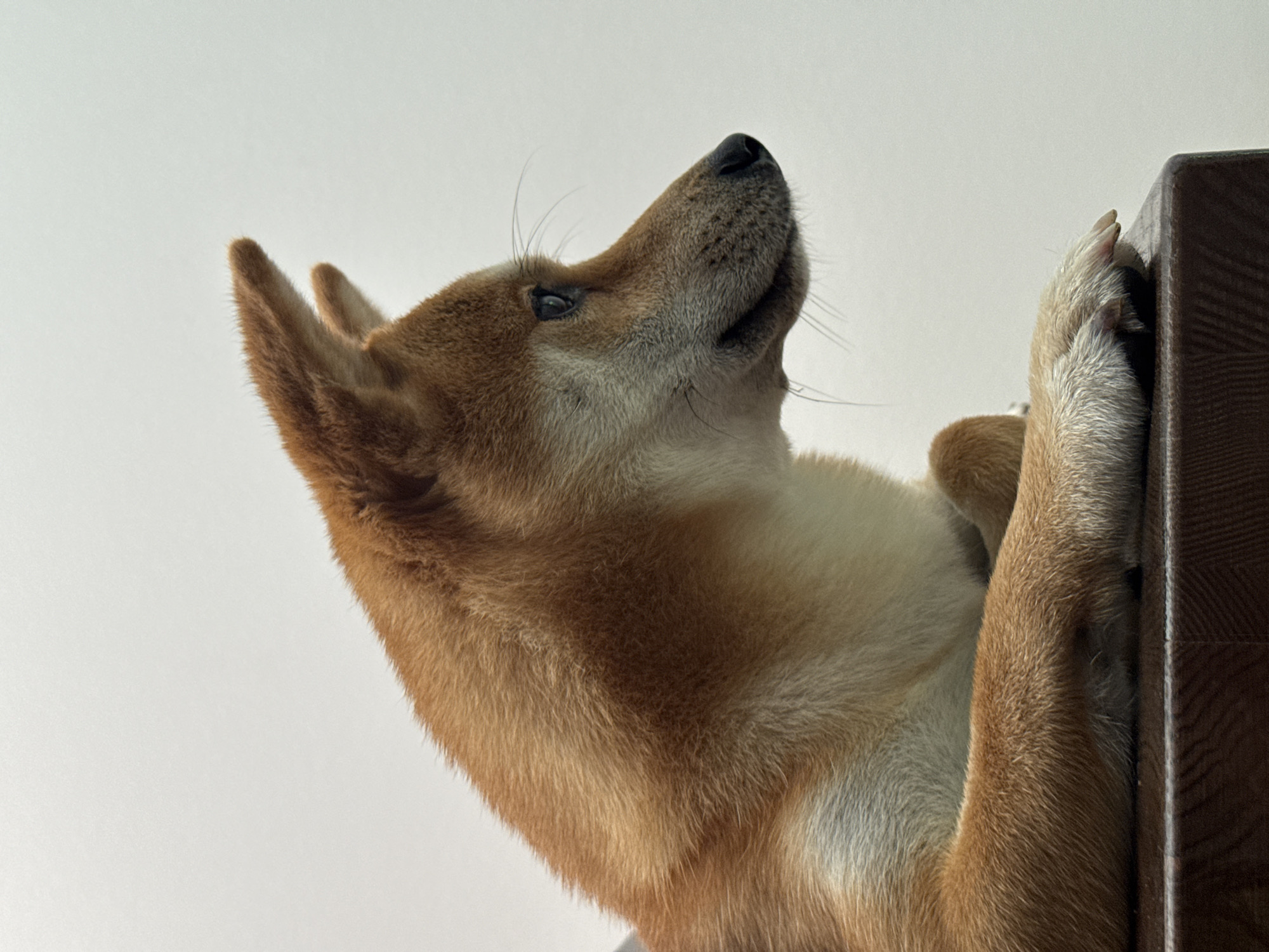 Shiba Inu chilling on a wooden surface in Latvia