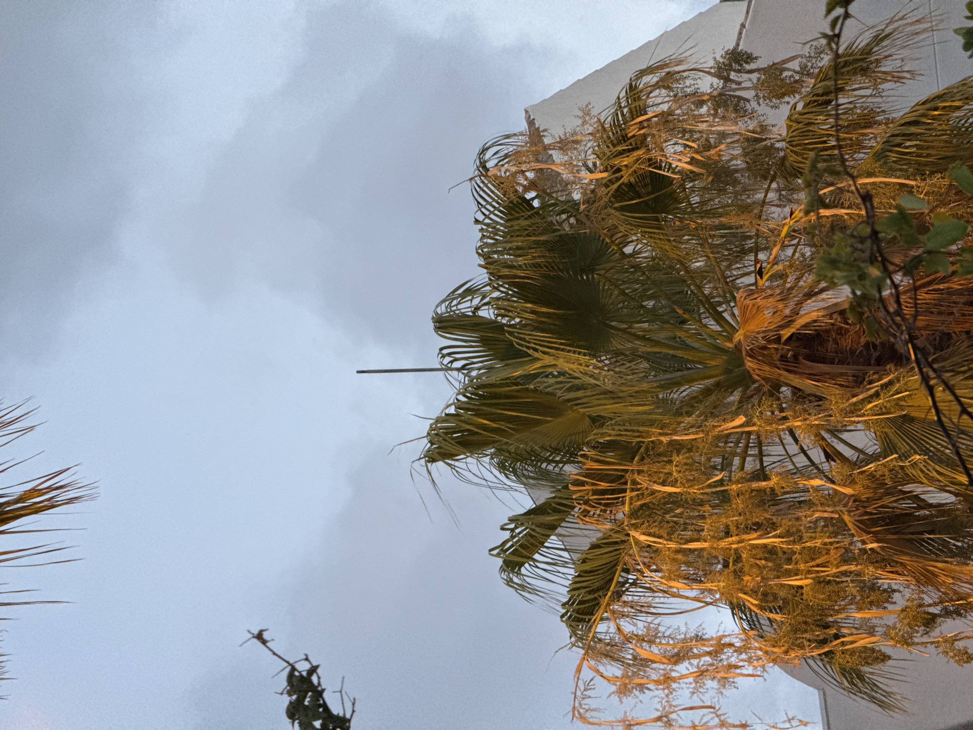 Palm trees, cacti, and a sleeping cat in Orihuela at dusk