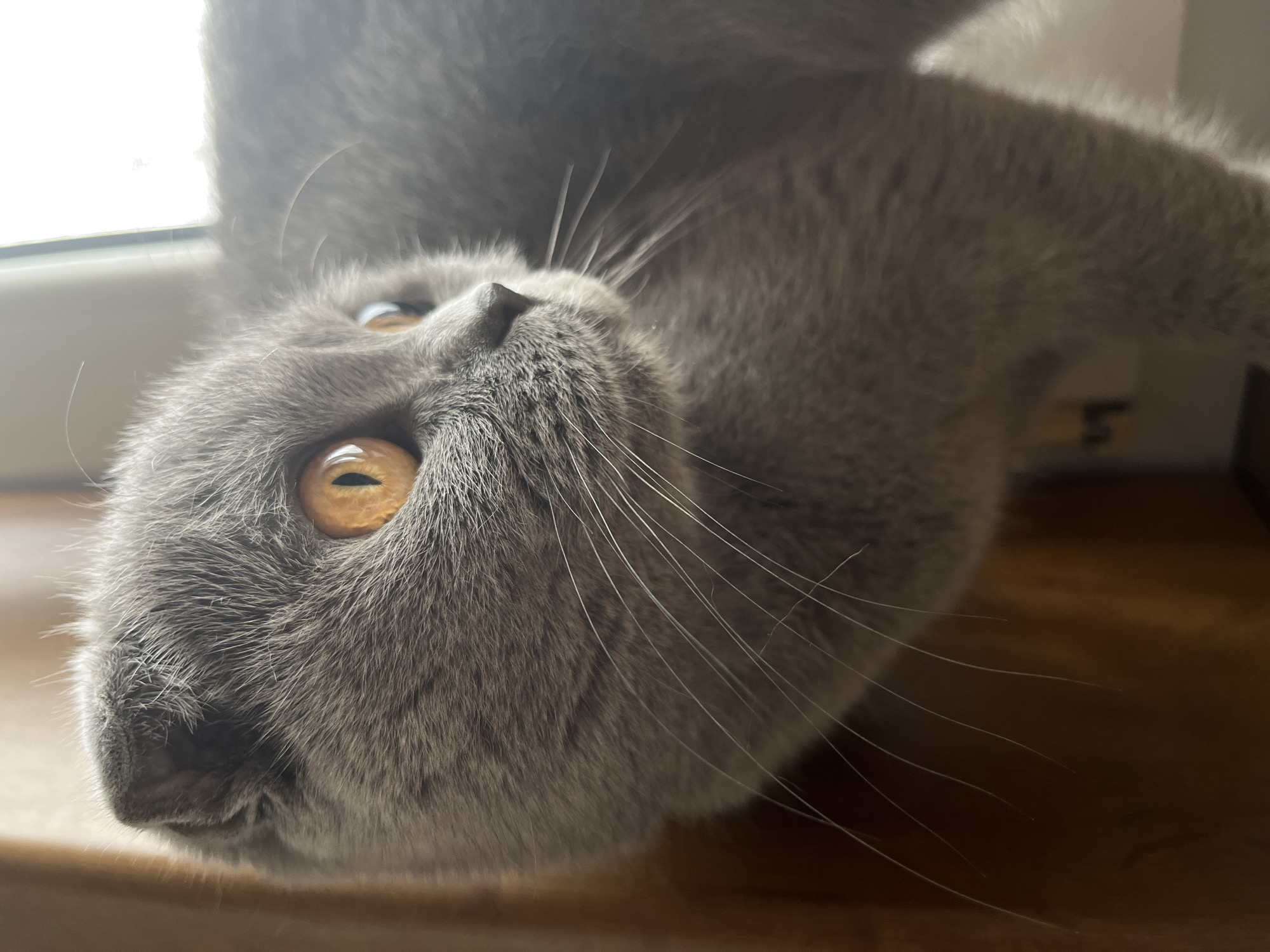 Gray cat with golden eyes photographed in Hrodna, Belarus