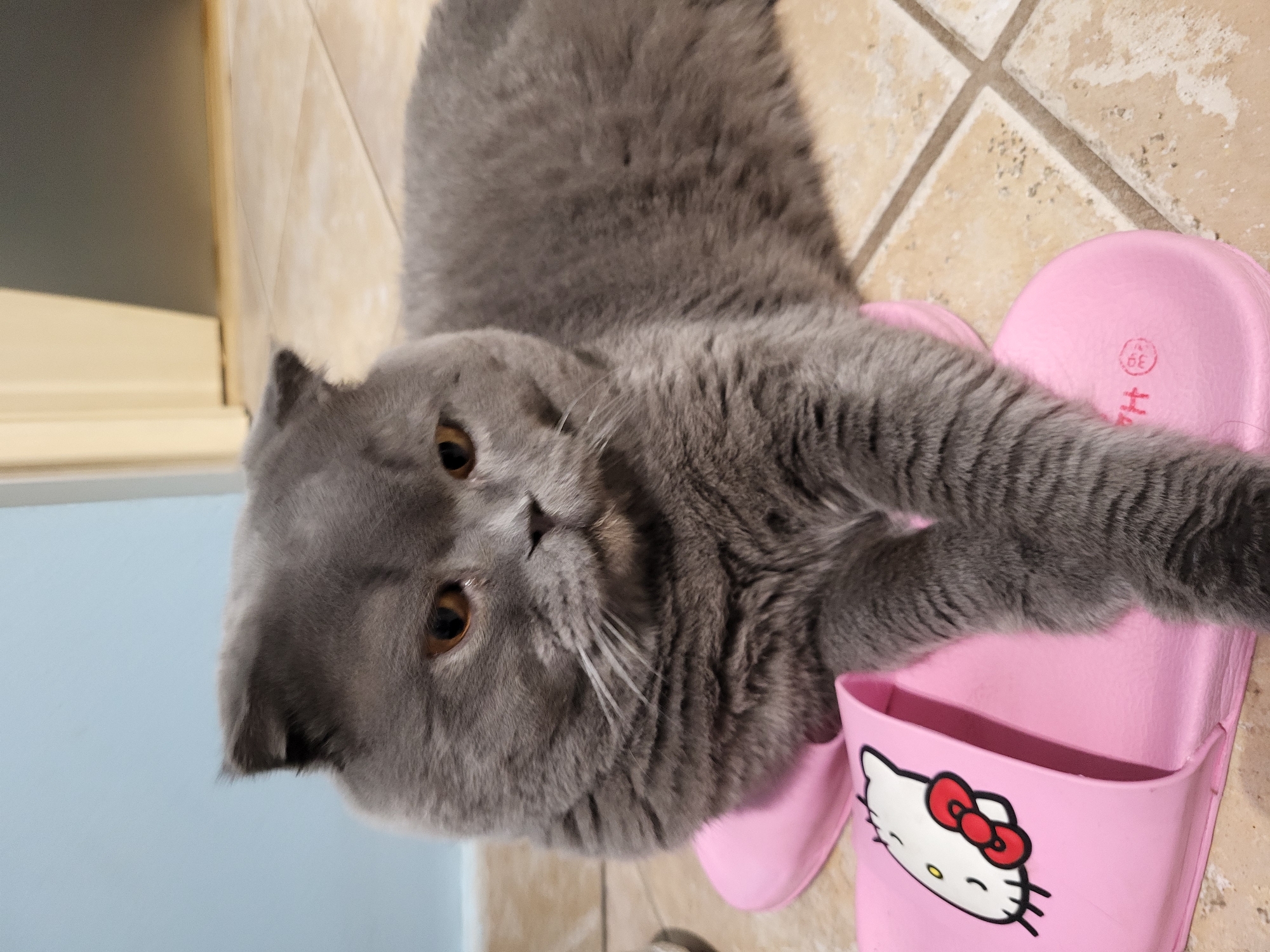Grey cat rests head on pink Hello Kitty slipper