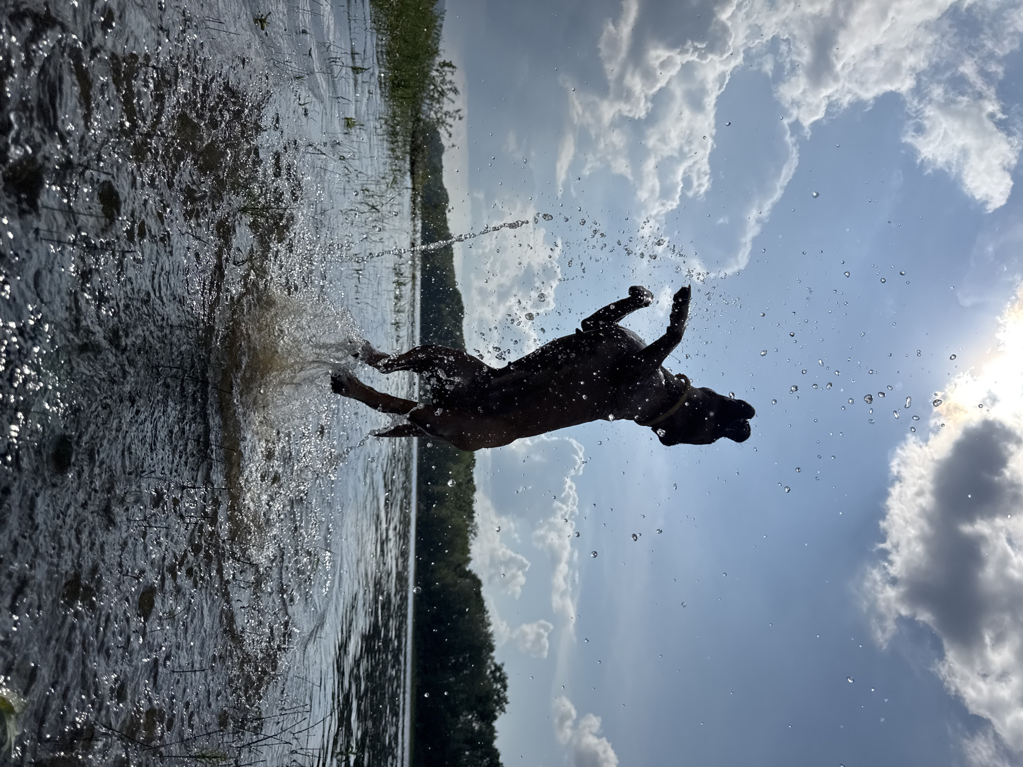 Summer activities around Chaikovsky: cycling, swimming dog, pond relaxation
