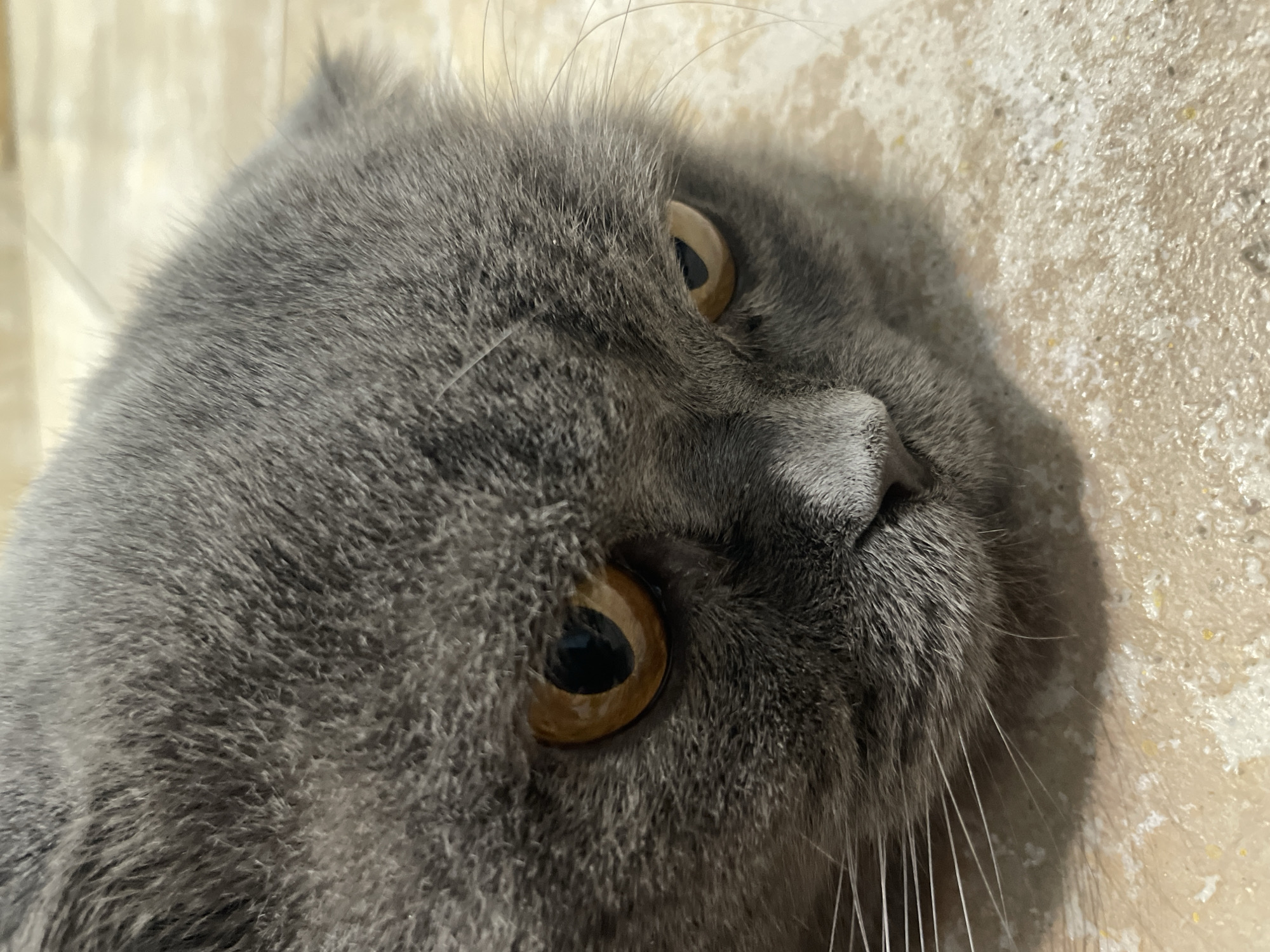Indoor cat moments and outdoor pigeon scenes