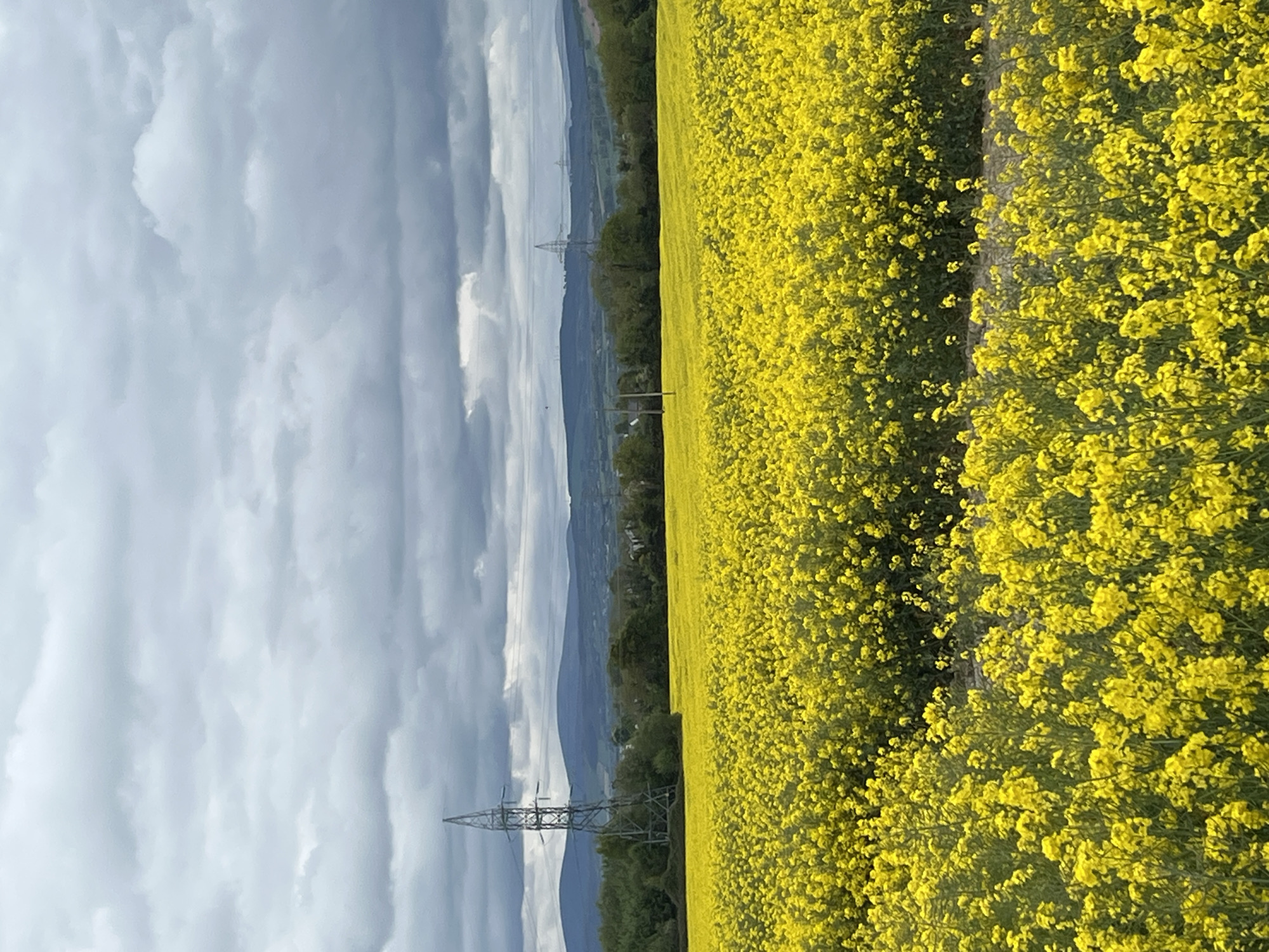 Spring flowers and urban greenery documented across multiple locations