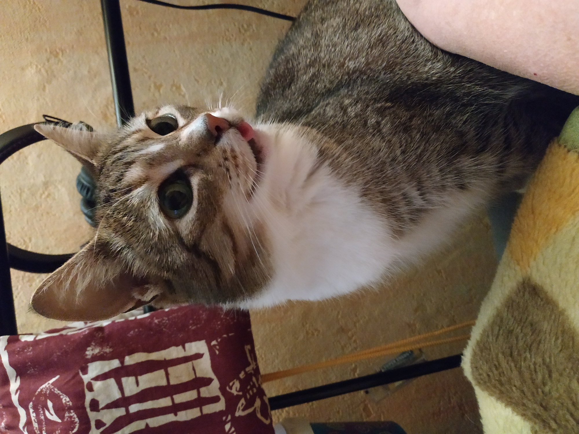 Tabby cat photographed with tongue out in Dortmund home