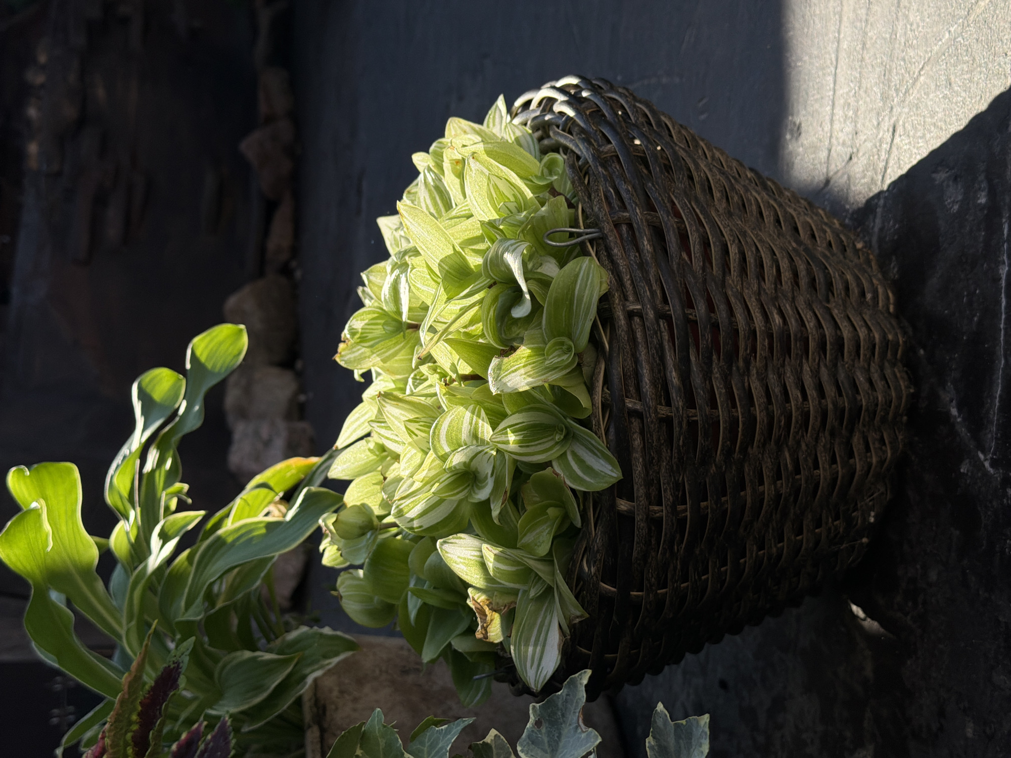 An afternoon in a home garden, flowers to cold beer