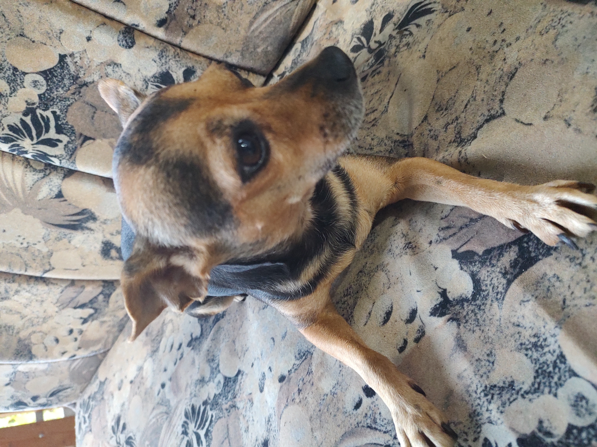 Afternoon at a rural Bulgarian property with a small dog