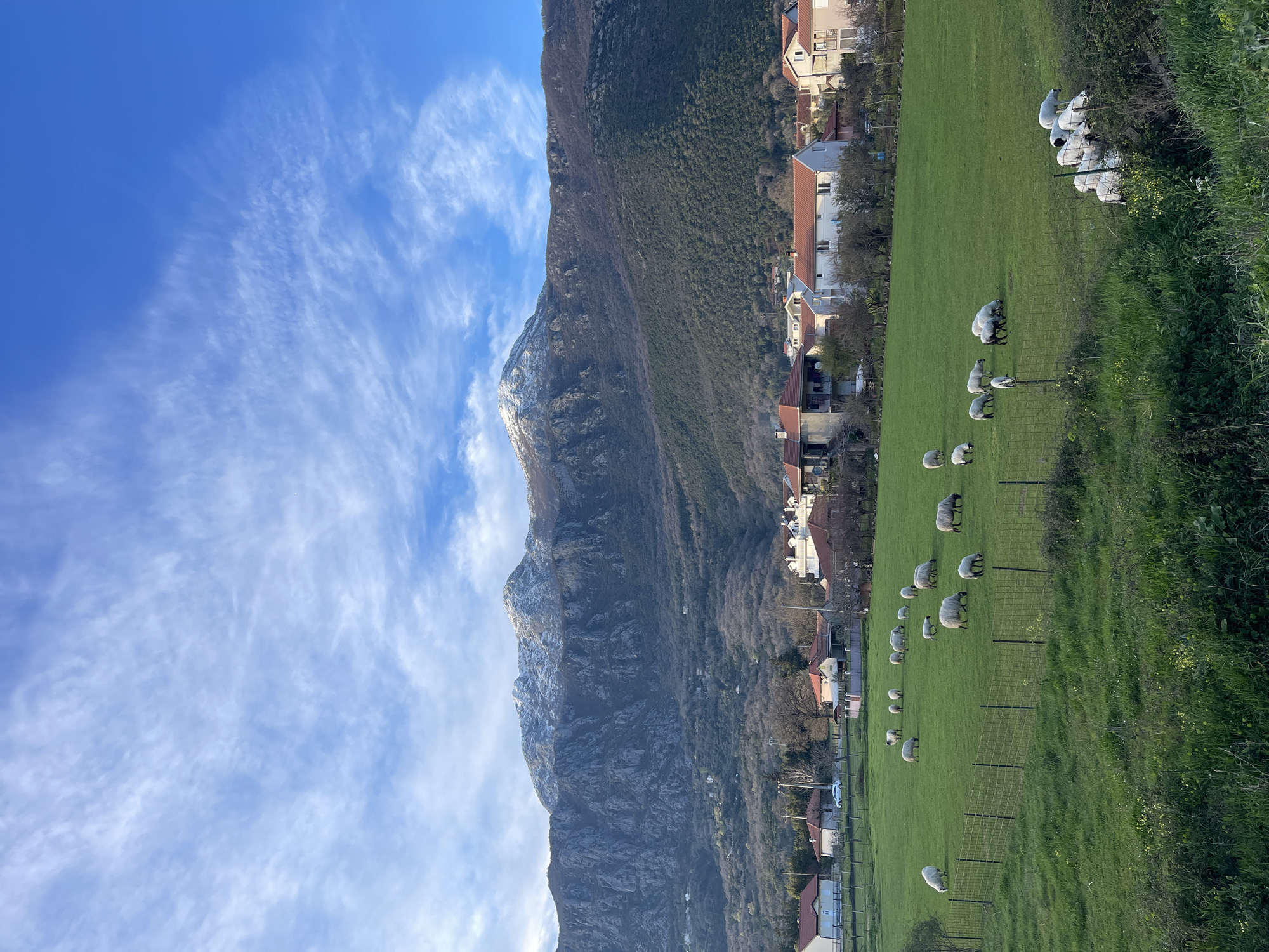 Sheep flock grazes in field in Kuti, Montenegro