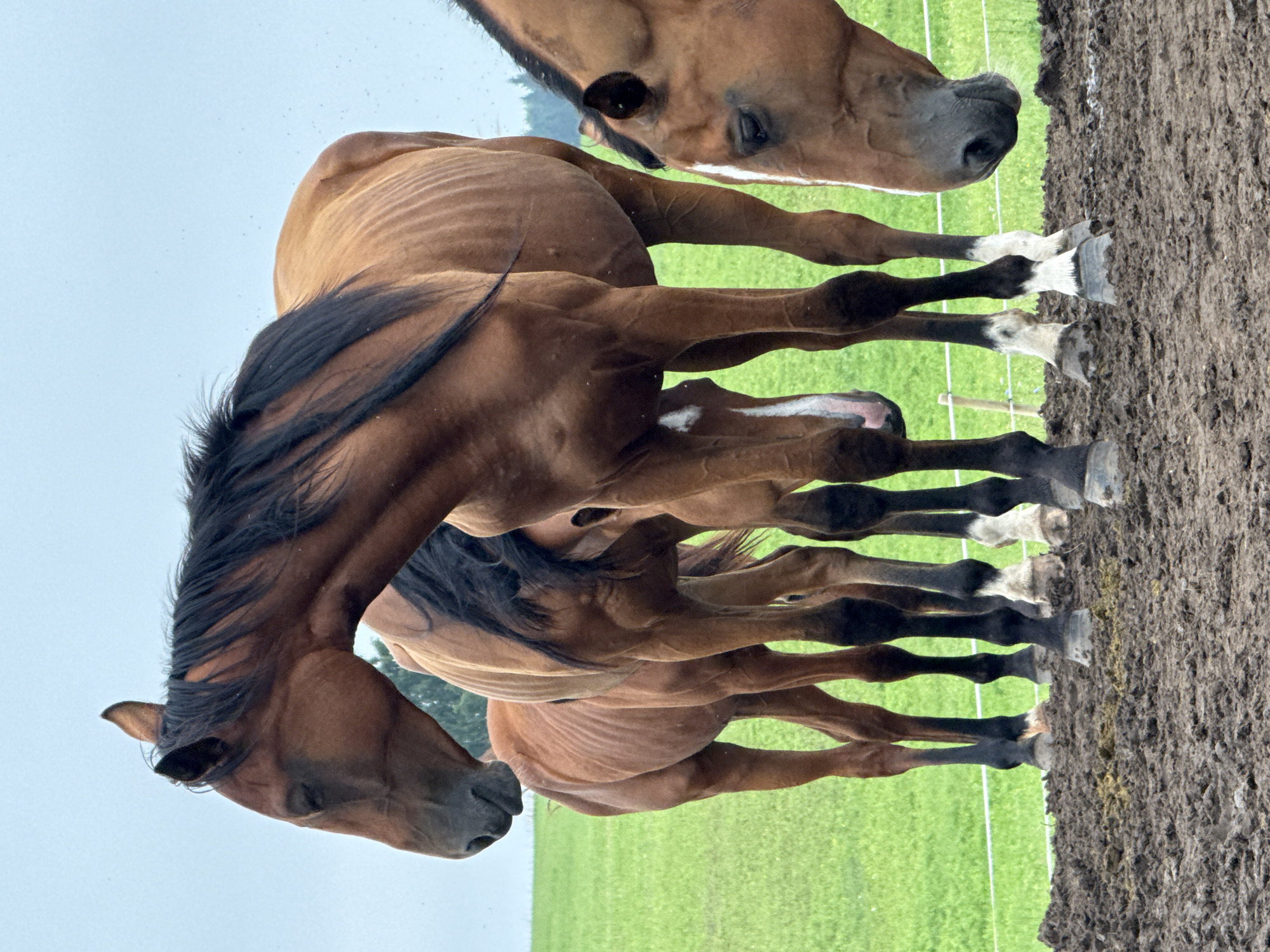 Horses in a muddy paddock on a cloudy morning in Galinė