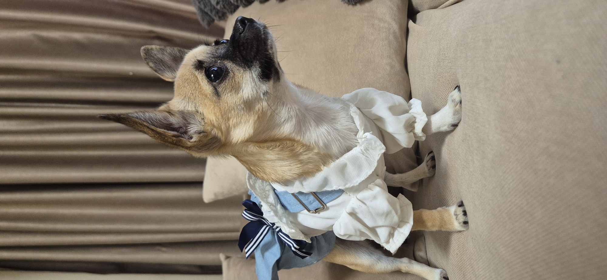 Small dogs spotted wearing decorative dresses and bonnets indoors