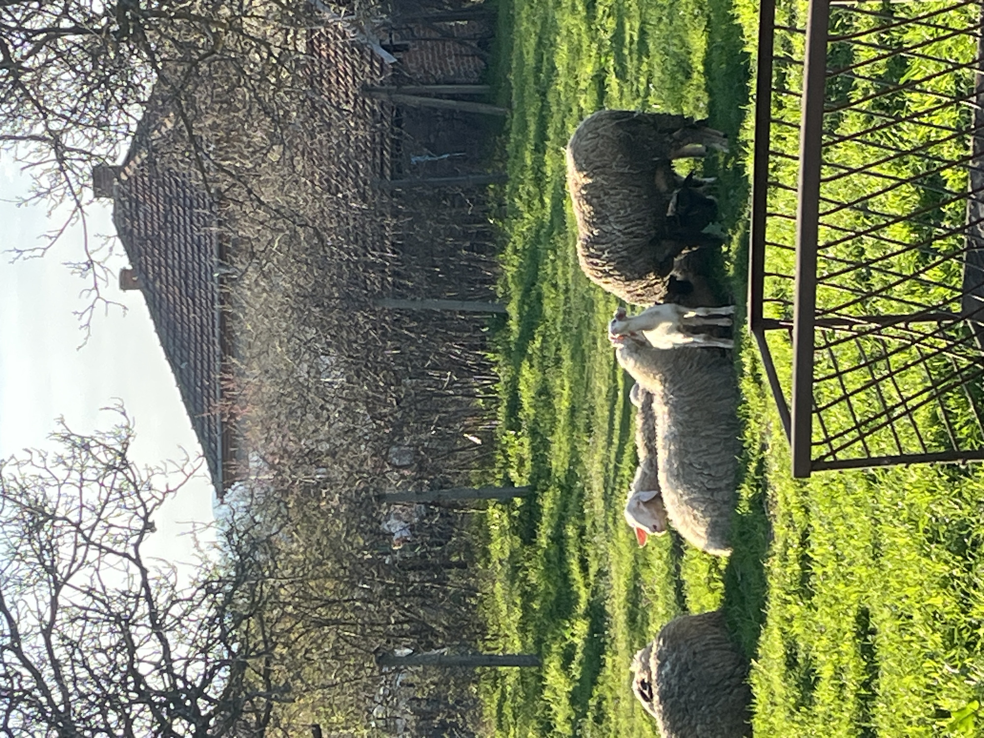 Rural life documented across Lozarevo, Bulgaria countryside and infrastructure