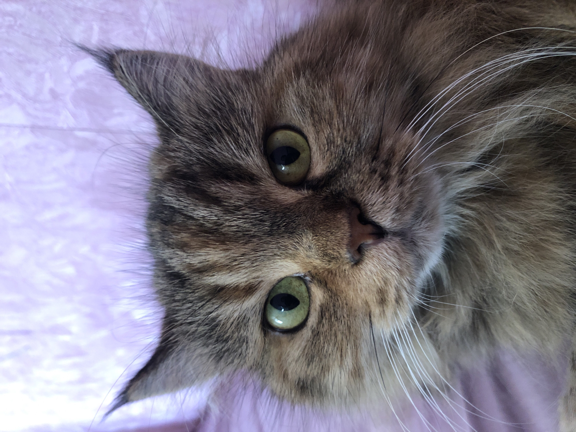 Close-up portraits of fluffy tabby and tortoiseshell cats indoors