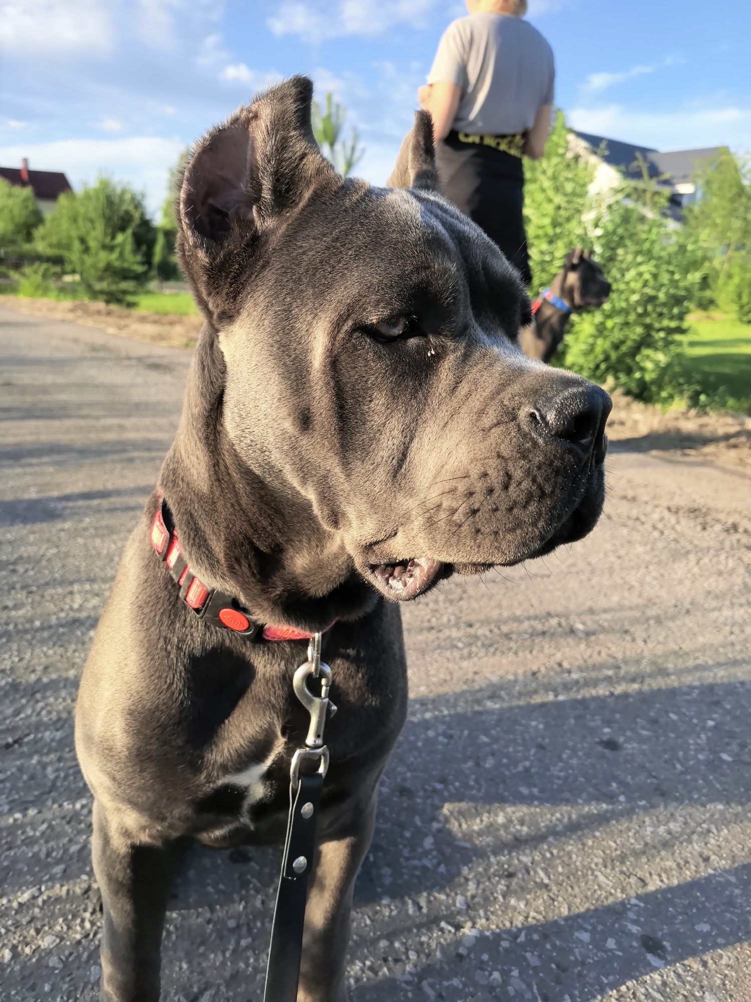 Dog on a leash, open field, sun breaking through clouds