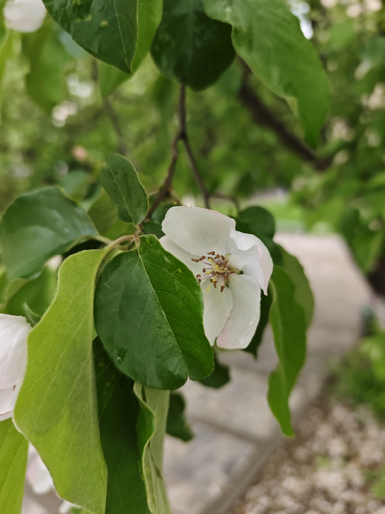 Spring quince blossoms documented in close-up shots, Pyatigorsk Russia