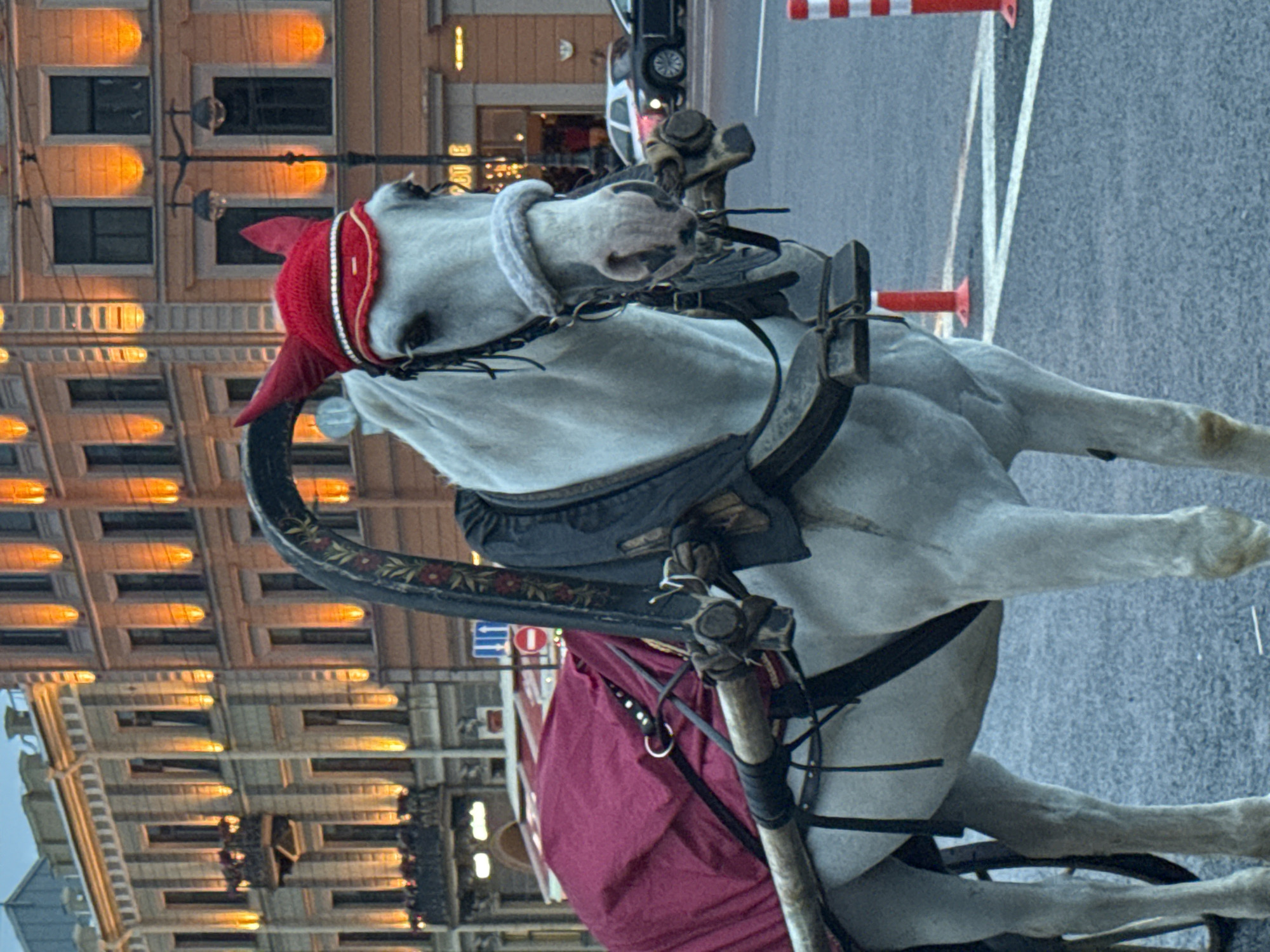Horse carriages near Saint Isaac's Cathedral, Saint Petersburg evening