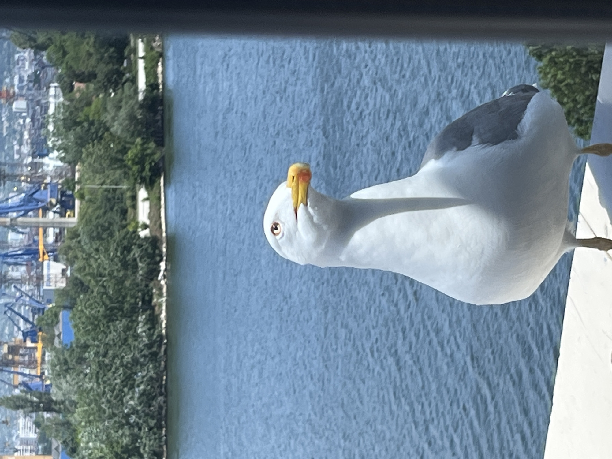 Seagulls spotted at Varna port overlook, Bulgaria