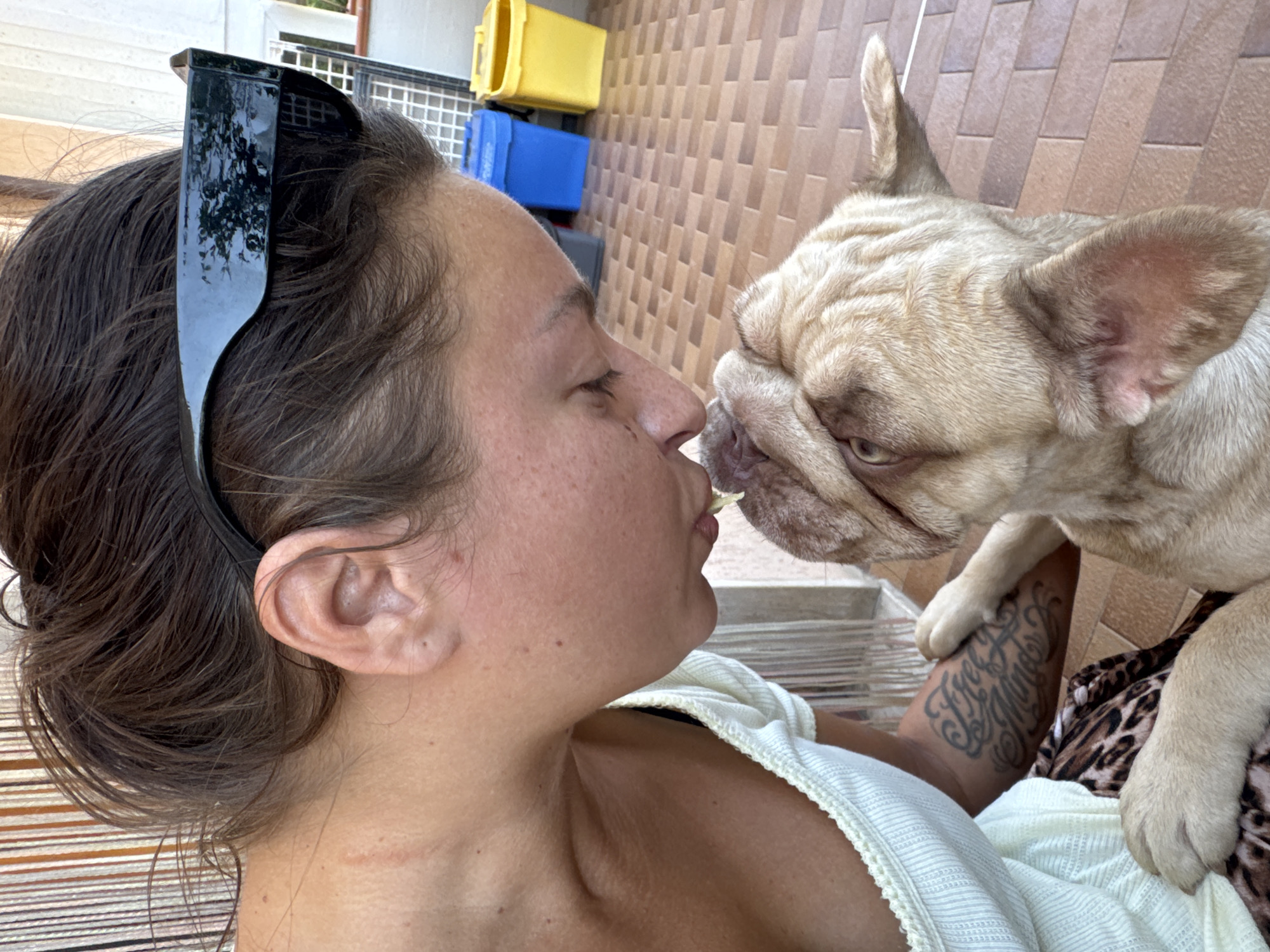 French Bulldogs on a sunny Italian patio, mid-morning