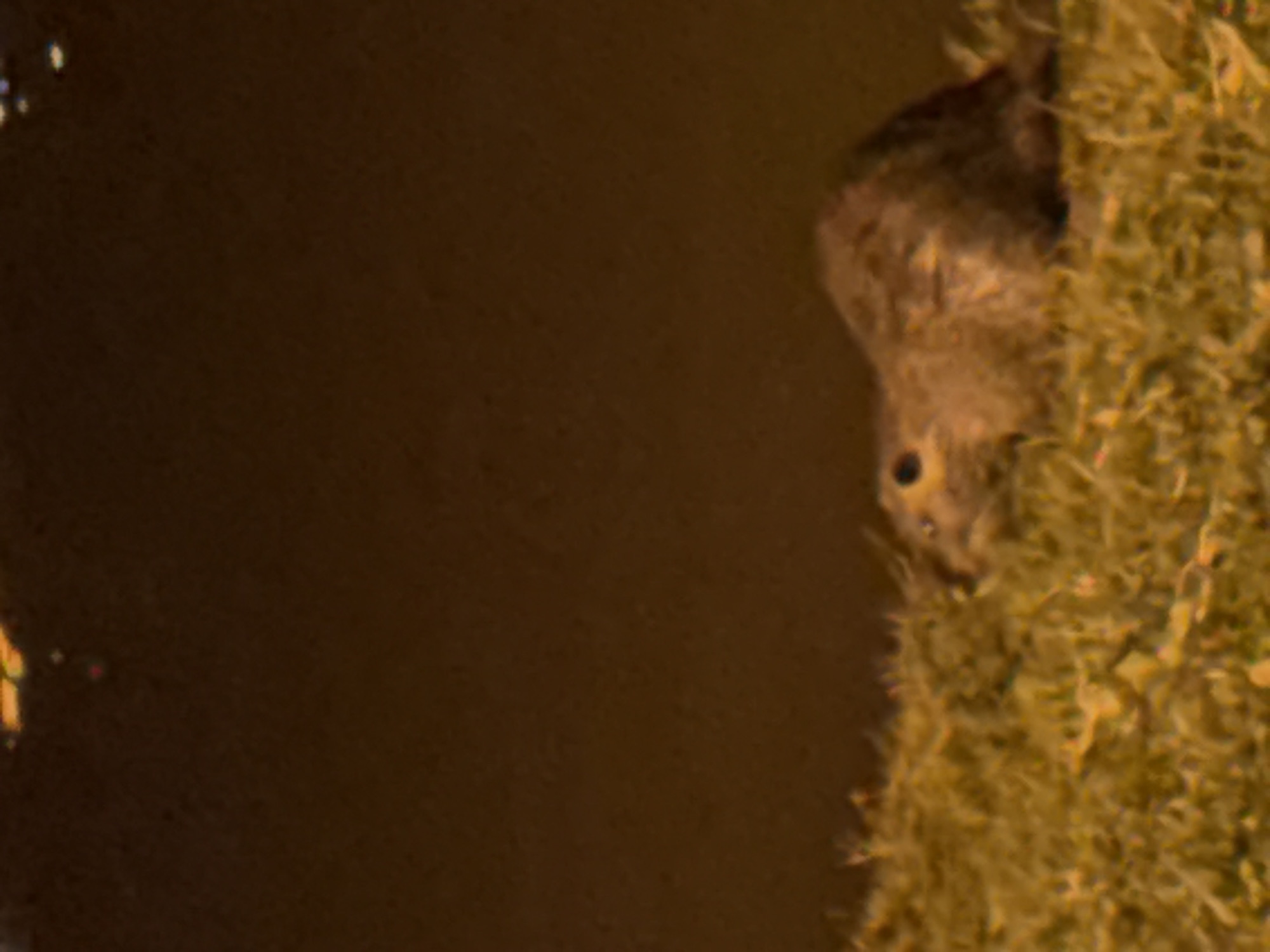 Evening wildlife and pedestrian activity observed in Stara Zagora