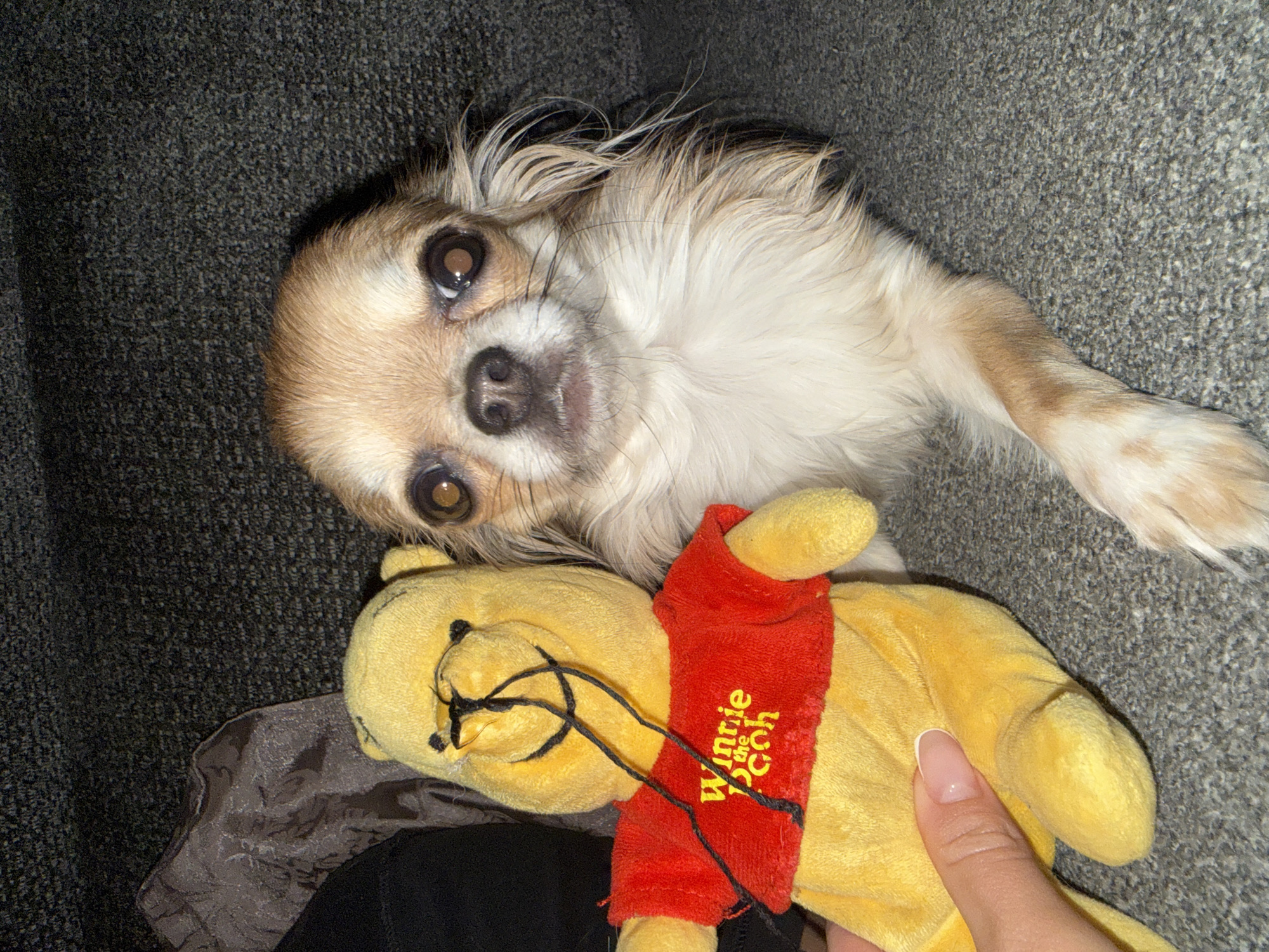 Chihuahua photographed in quiet evening moments across Sofia