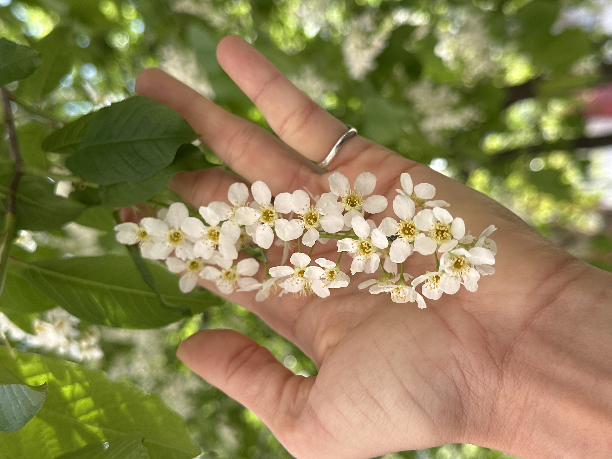 Spring blooms captured in early morning Irkutsk street scenes