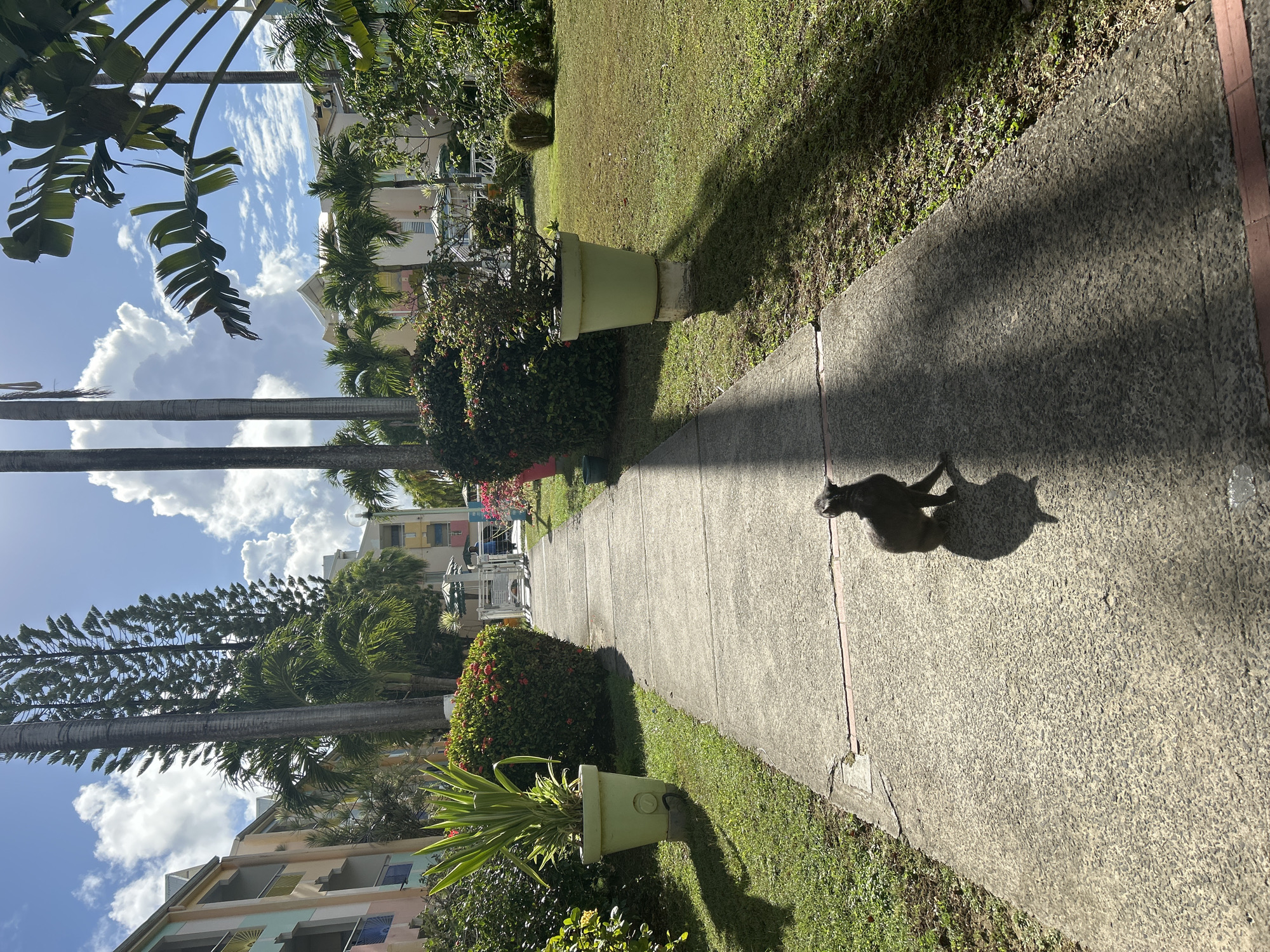Everyday life and tropical scenery captured in Le Gosier