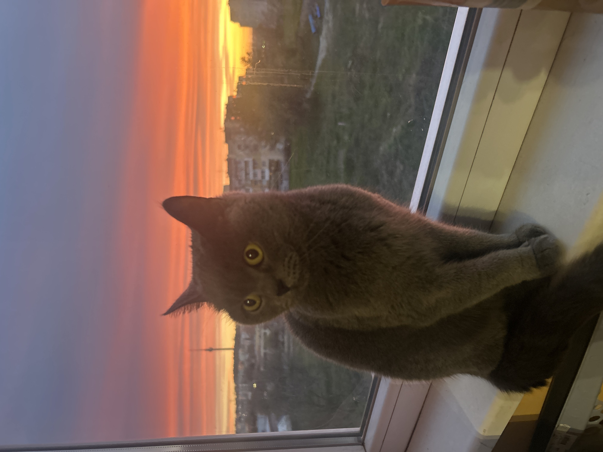 Cat watches sunset from Ruse apartment window