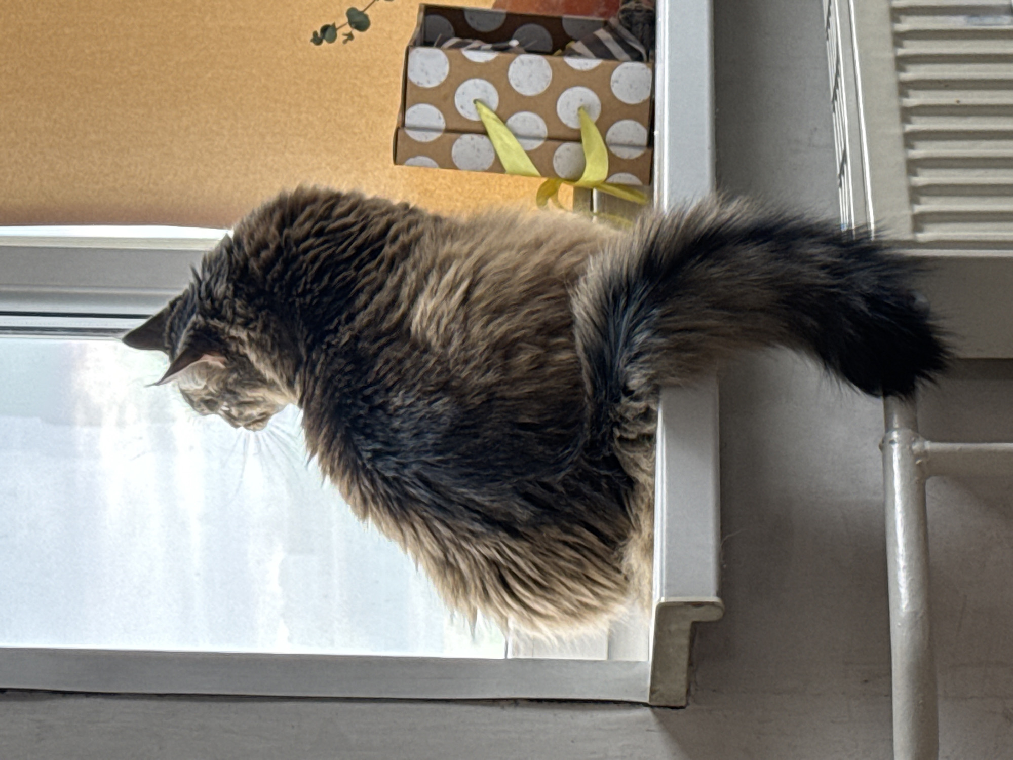 Cat spotted on window sill in Izhevsk