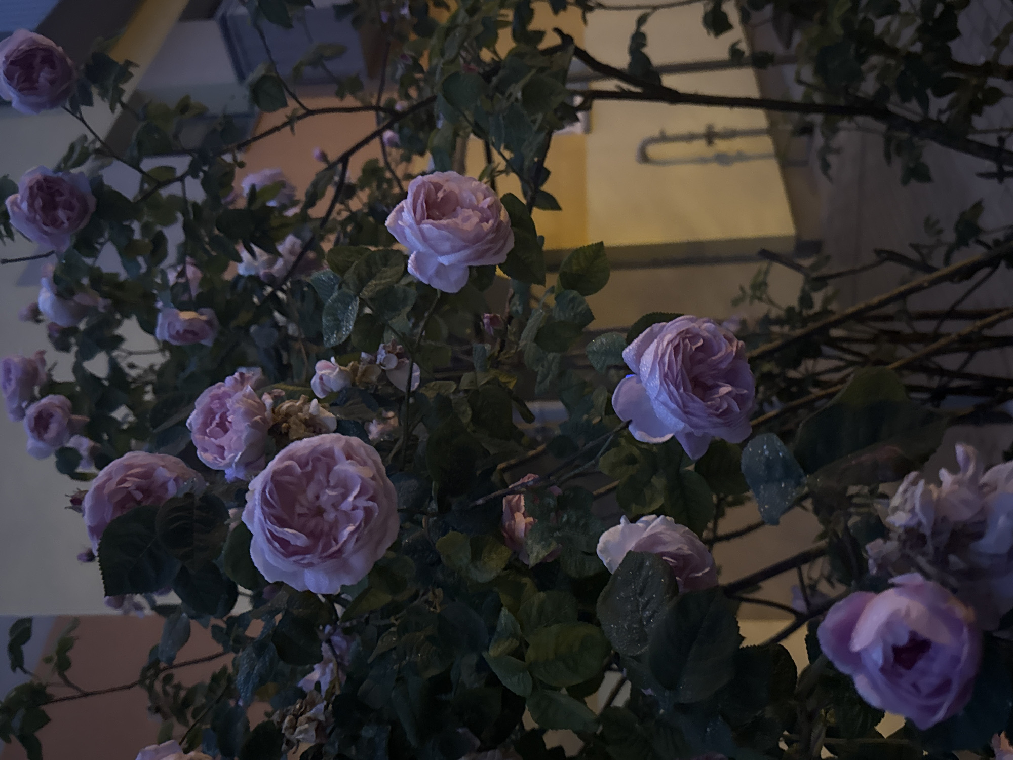 Olaine neighborhood at dusk: streets, roses, and lamplight