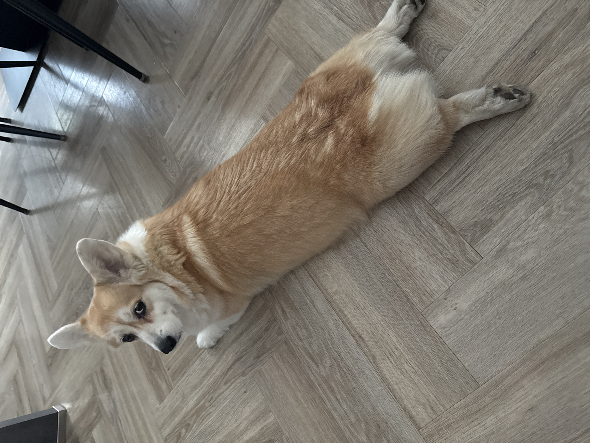 Quiet morning moments with corgi, cloudy skies in Krasnoyarsk