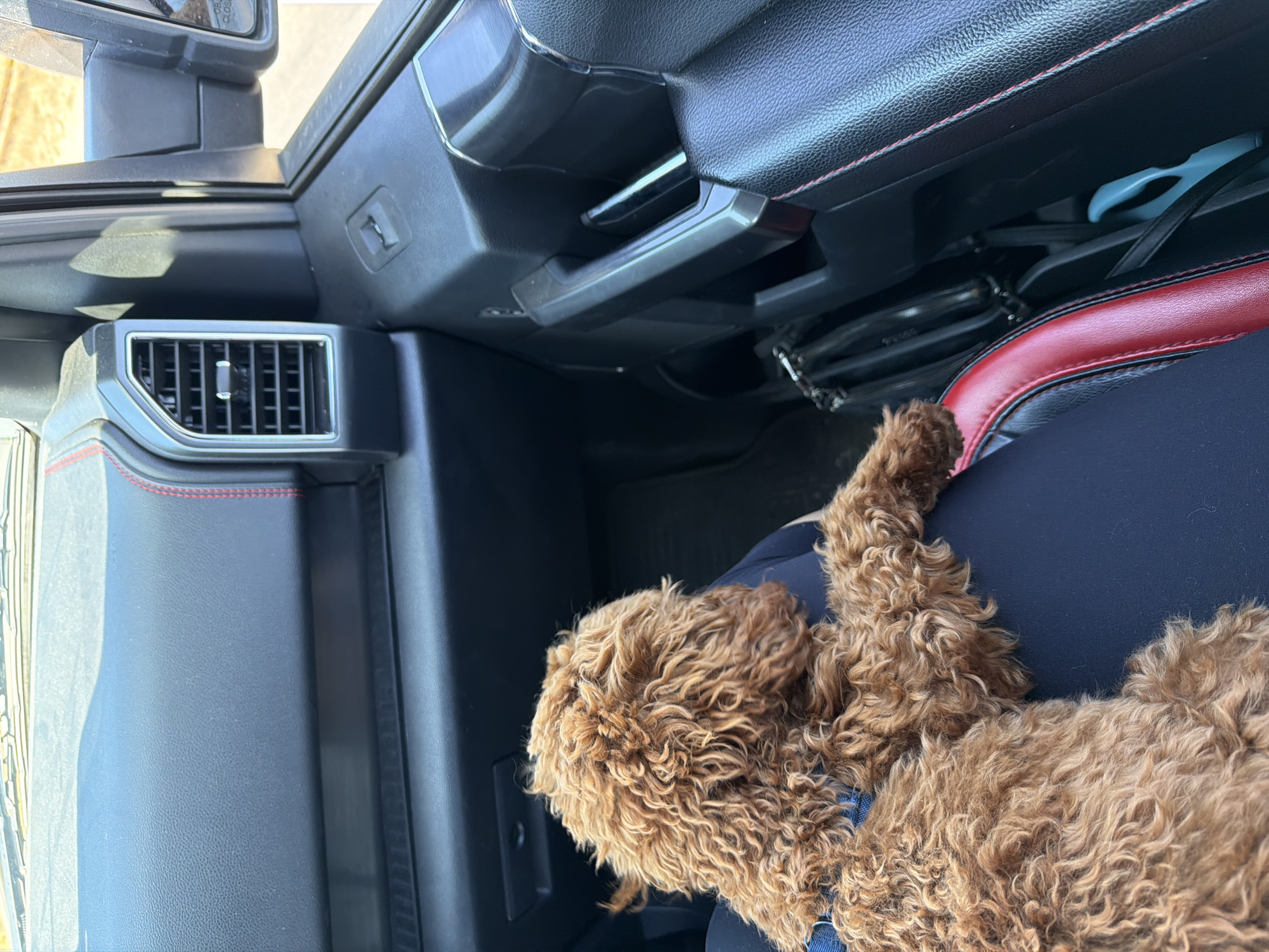 Curly brown dog riding shotgun in Sofia