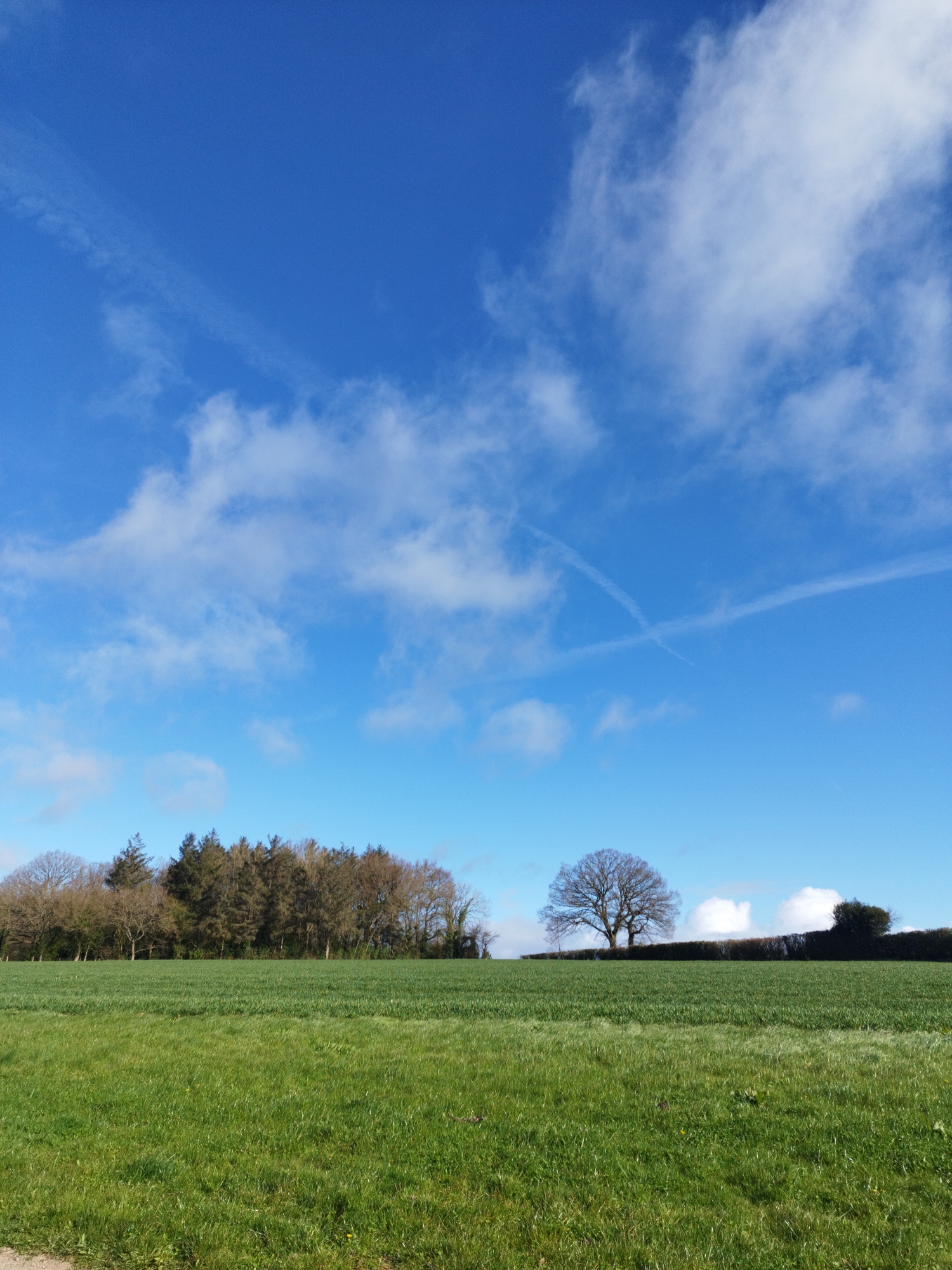 Spring morning countryside photographed in Little Cowarne, UK