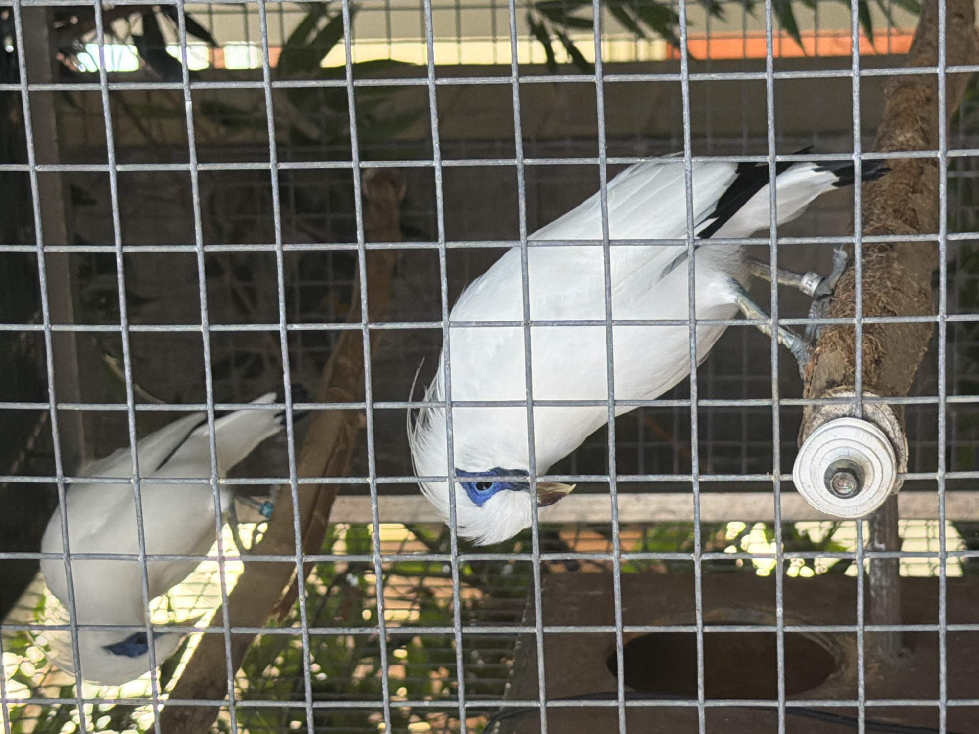 Resort wildlife viewing and grounds exploration in Kuta Selatan
