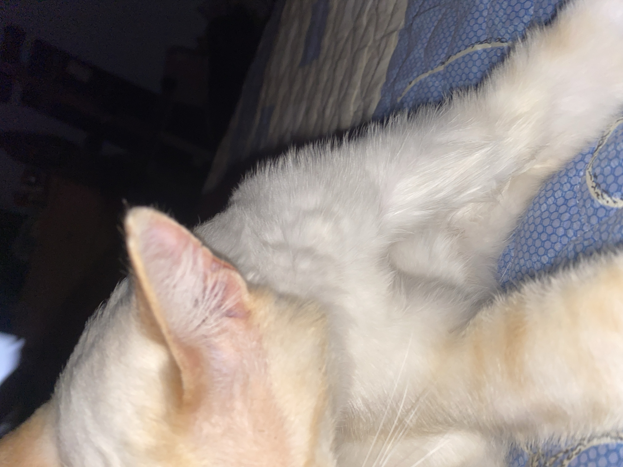 Lazy afternoon nap session with a ginger tabby in Sochi