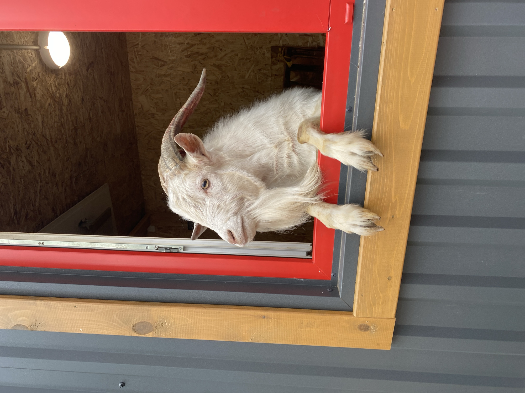 Morning petting zoo interactions documented at Tyumen eco-park
