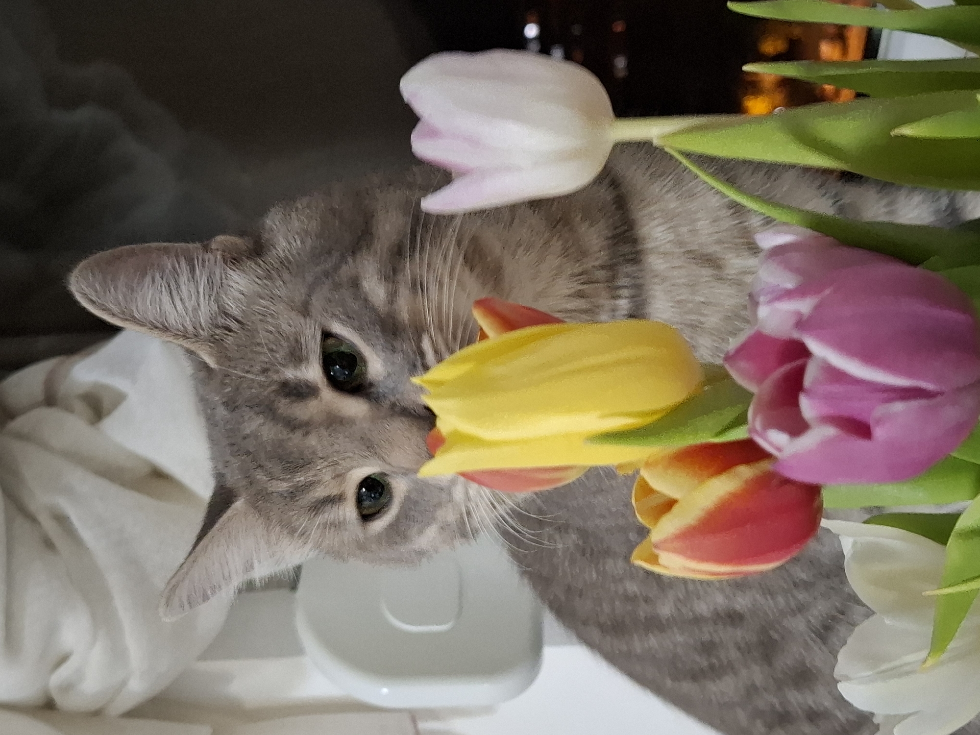 Gray tabby cat photographed at home in Novi Sad